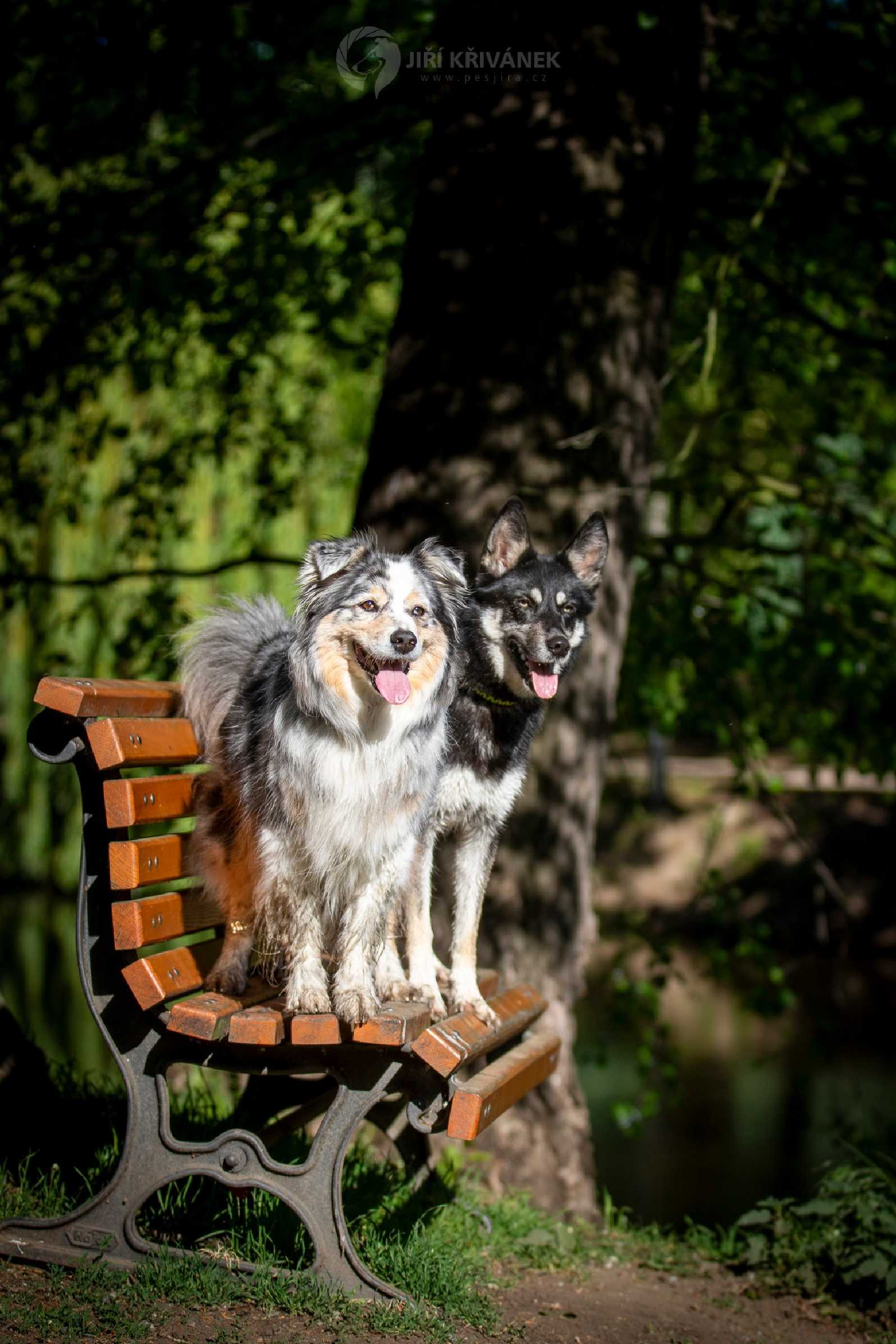 Korynka a Aysha - Foto Jiří Křivánek 0424