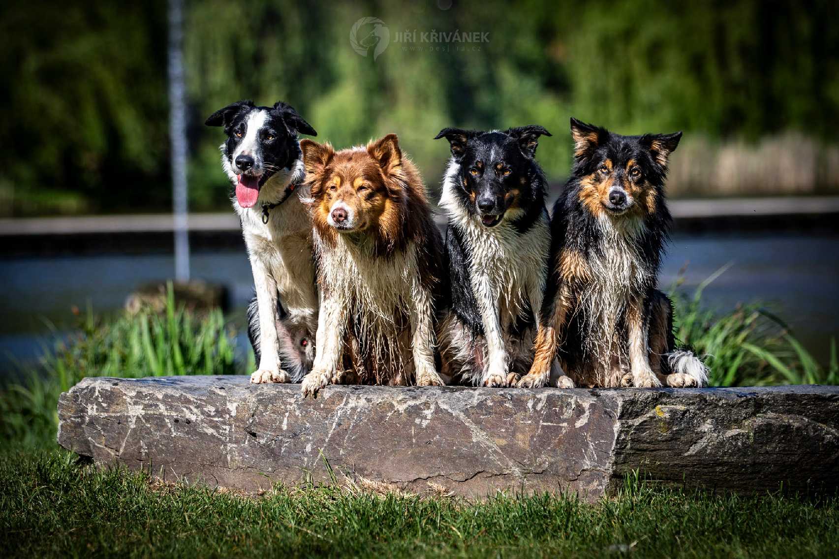 Sep - Ozzy - Dio a Jaroušek - Foto Jiří Křivánek 0424