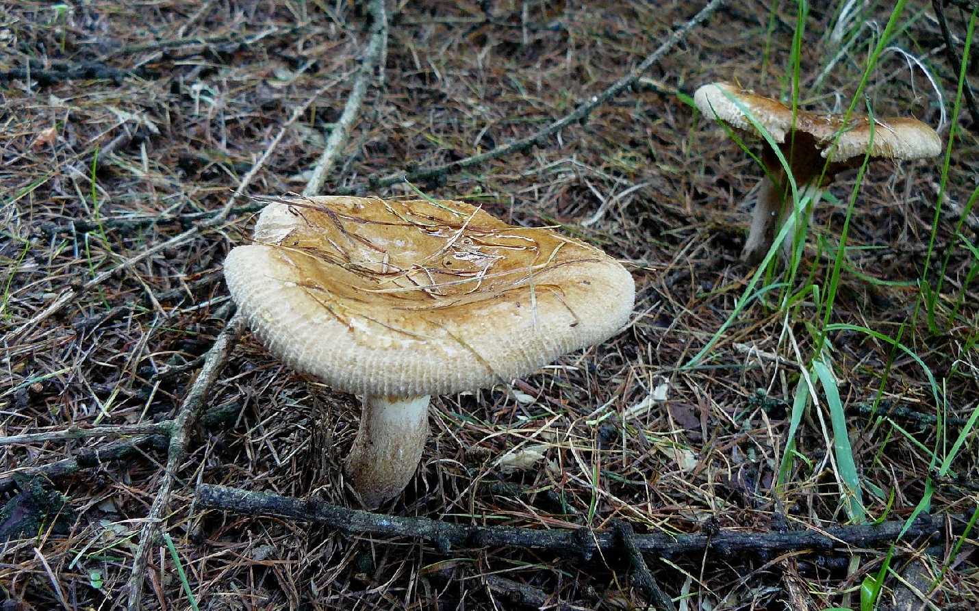 Čechratka podvinutá - Paxillus involutus - Foto Pavel Stančík 0524