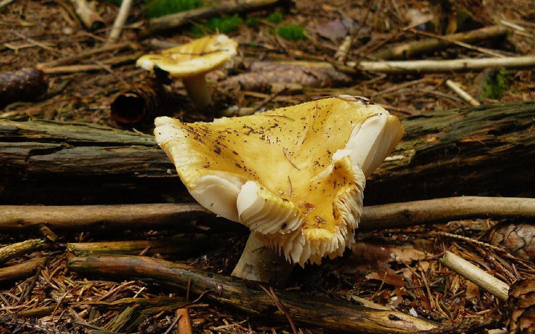 Holubinka - Russula sp. - Foto Pavel Stančík 0524