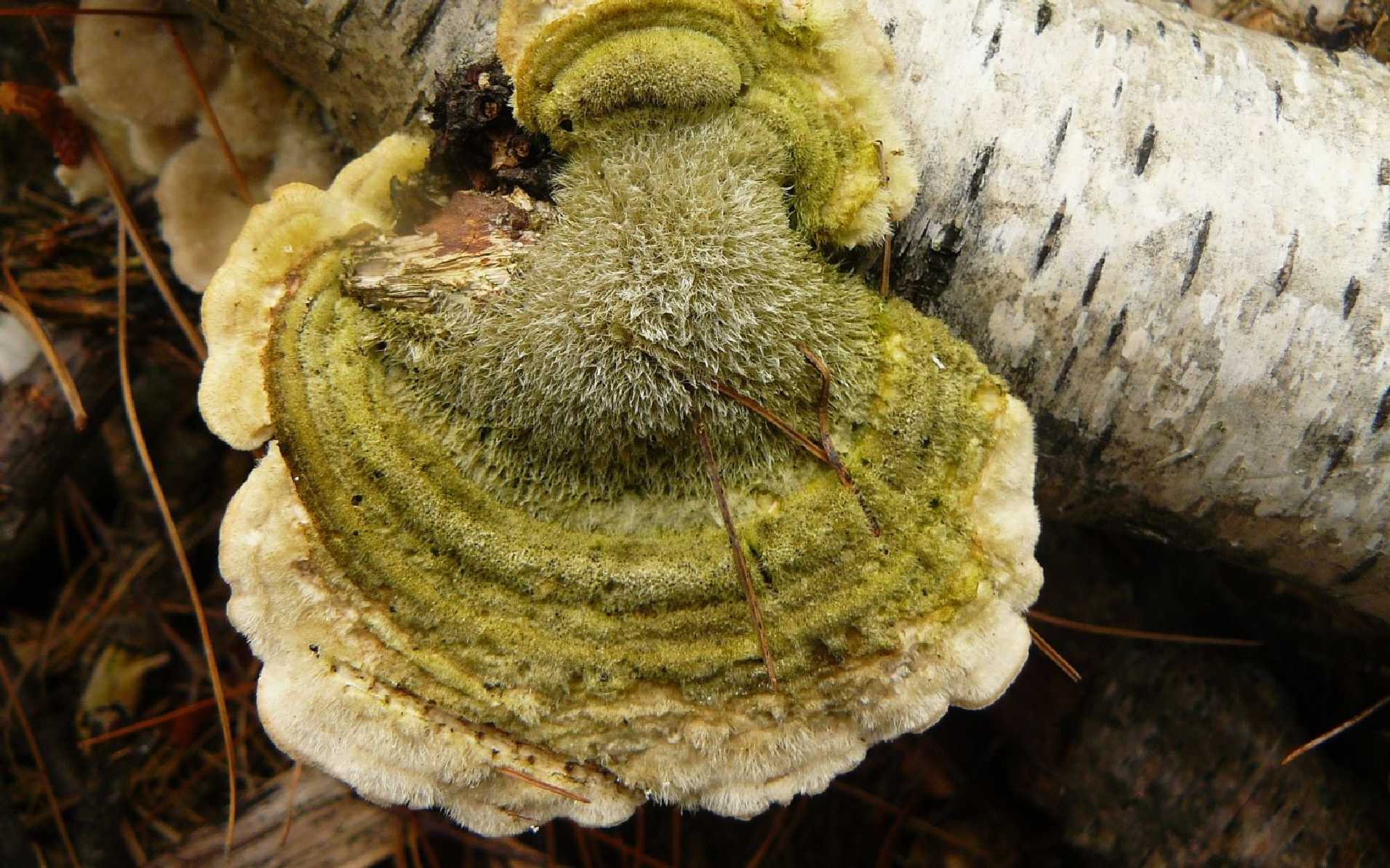 Outkovka chlupatá - Trametes hirsuta - Foto Pavel Stančík 0524