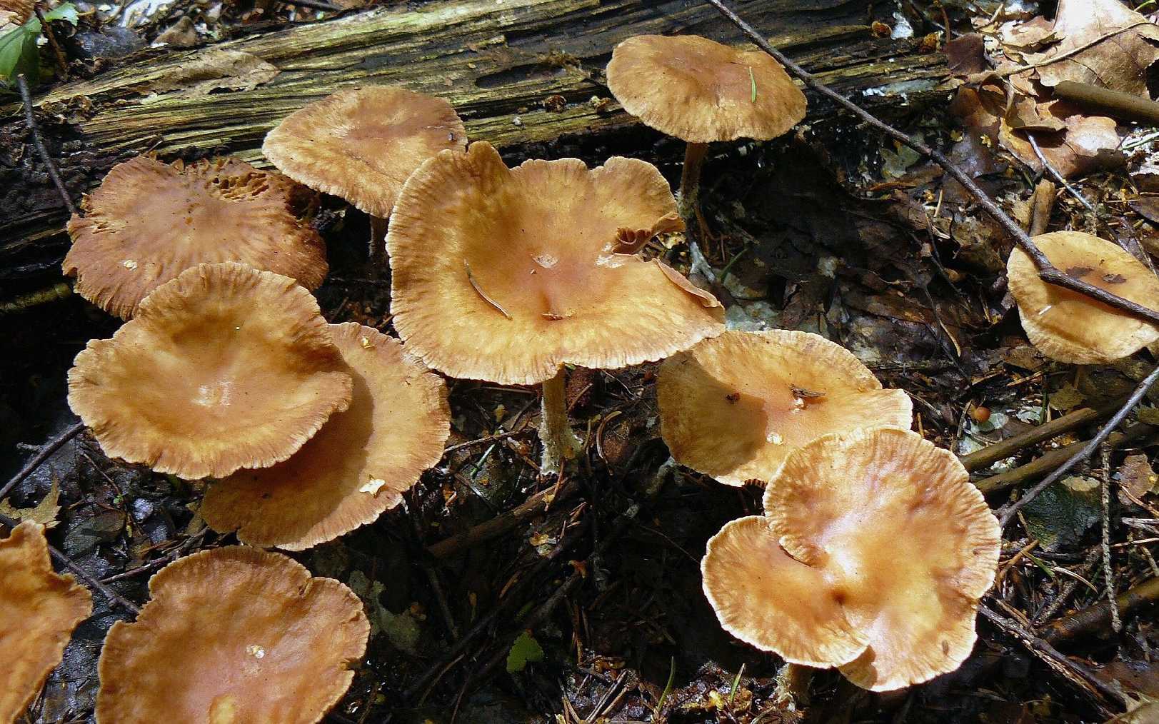 Penízovka hřebílkatá - Gymnopus peronatus - Foto Pavel Stančík 0524 (1)