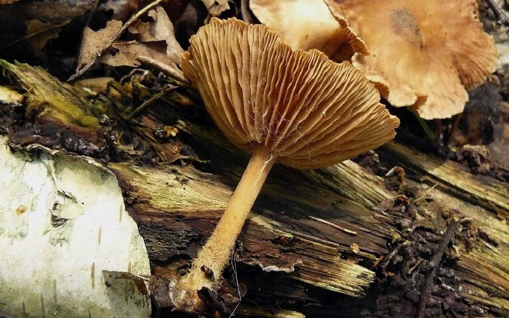 Penízovka hřebílkatá - Gymnopus peronatus - Foto Pavel Stančík 0524