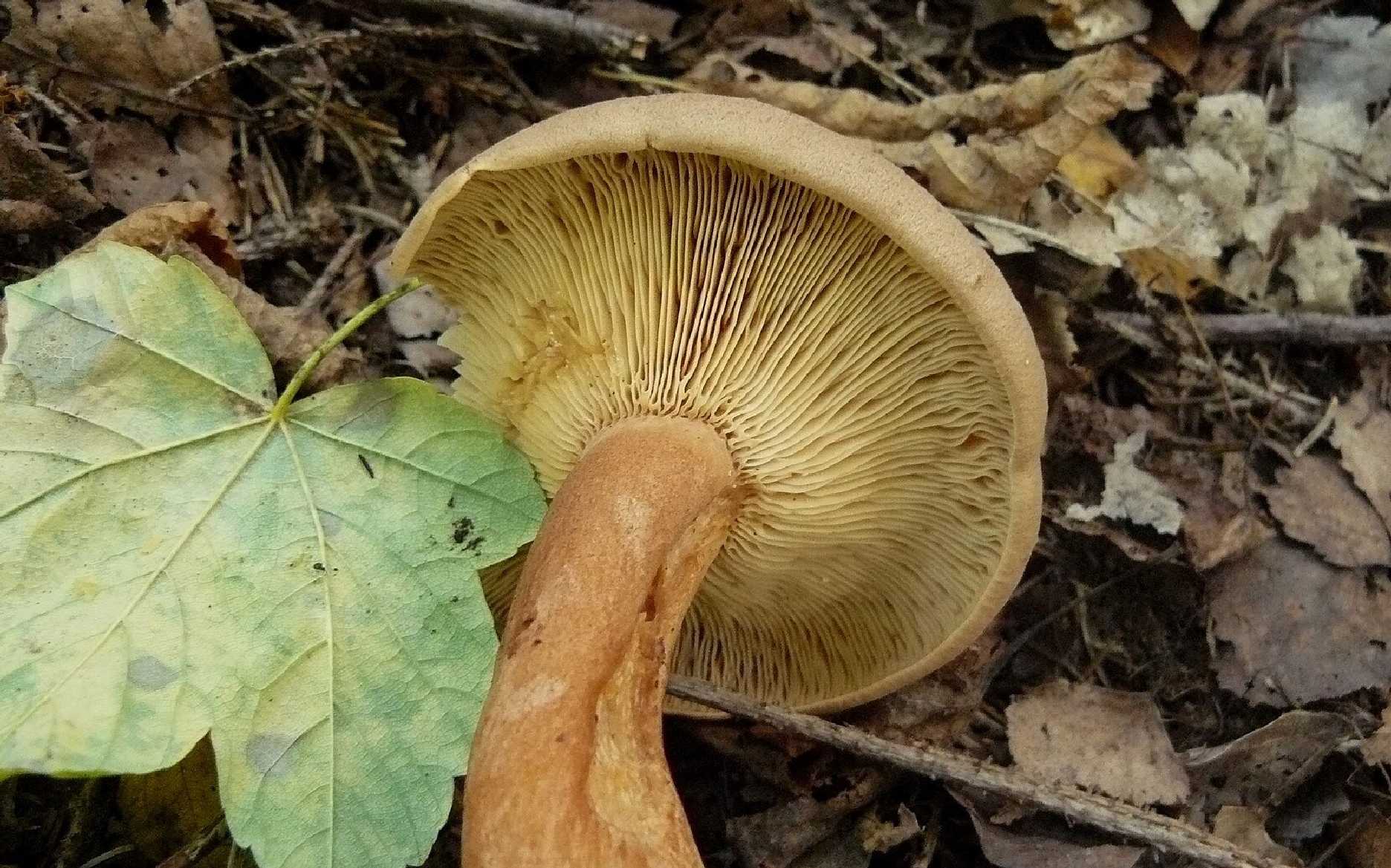 Ryzec hnědý - Lactarius helvus - Foto Pavel Stančík 0524 (1)