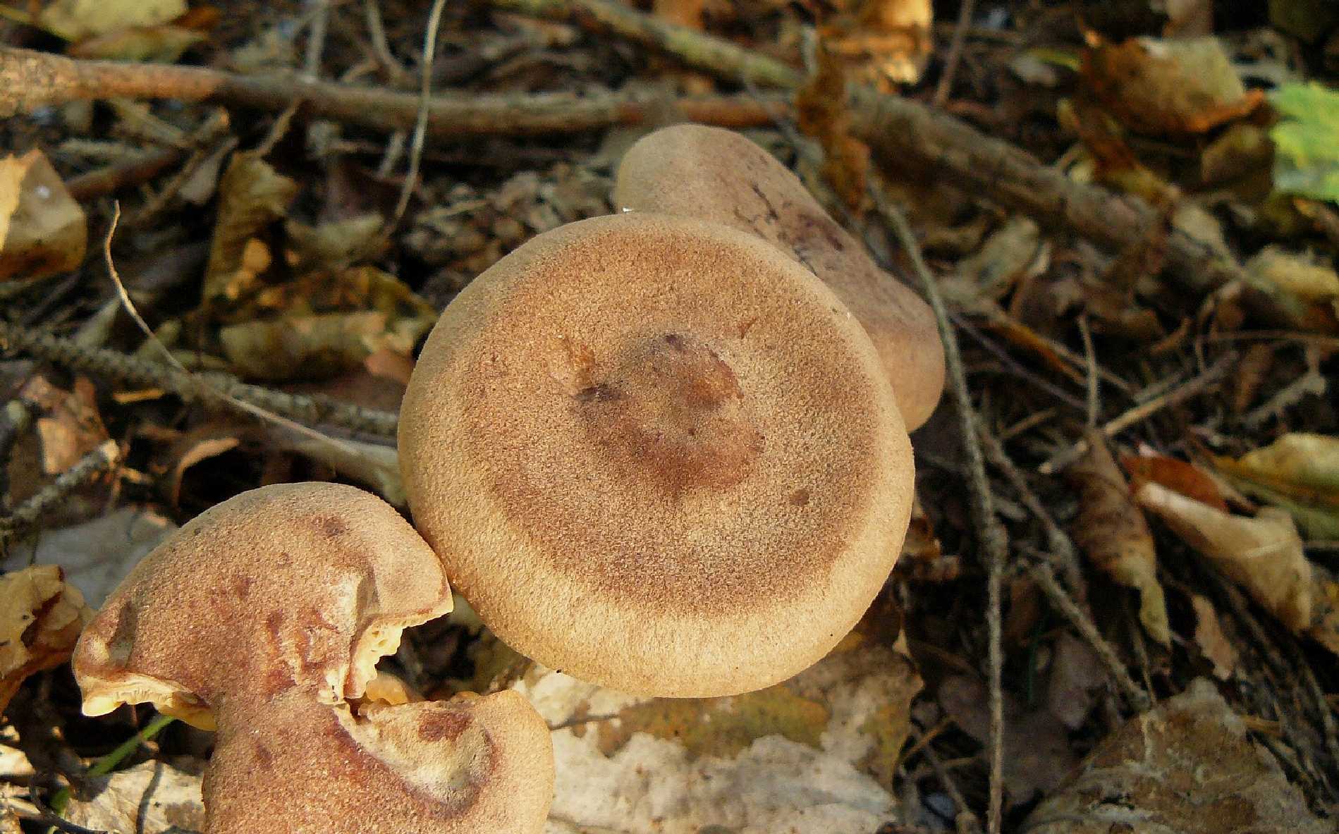 Ryzec hnědý - Lactarius helvus - Foto Pavel Stančík 0524