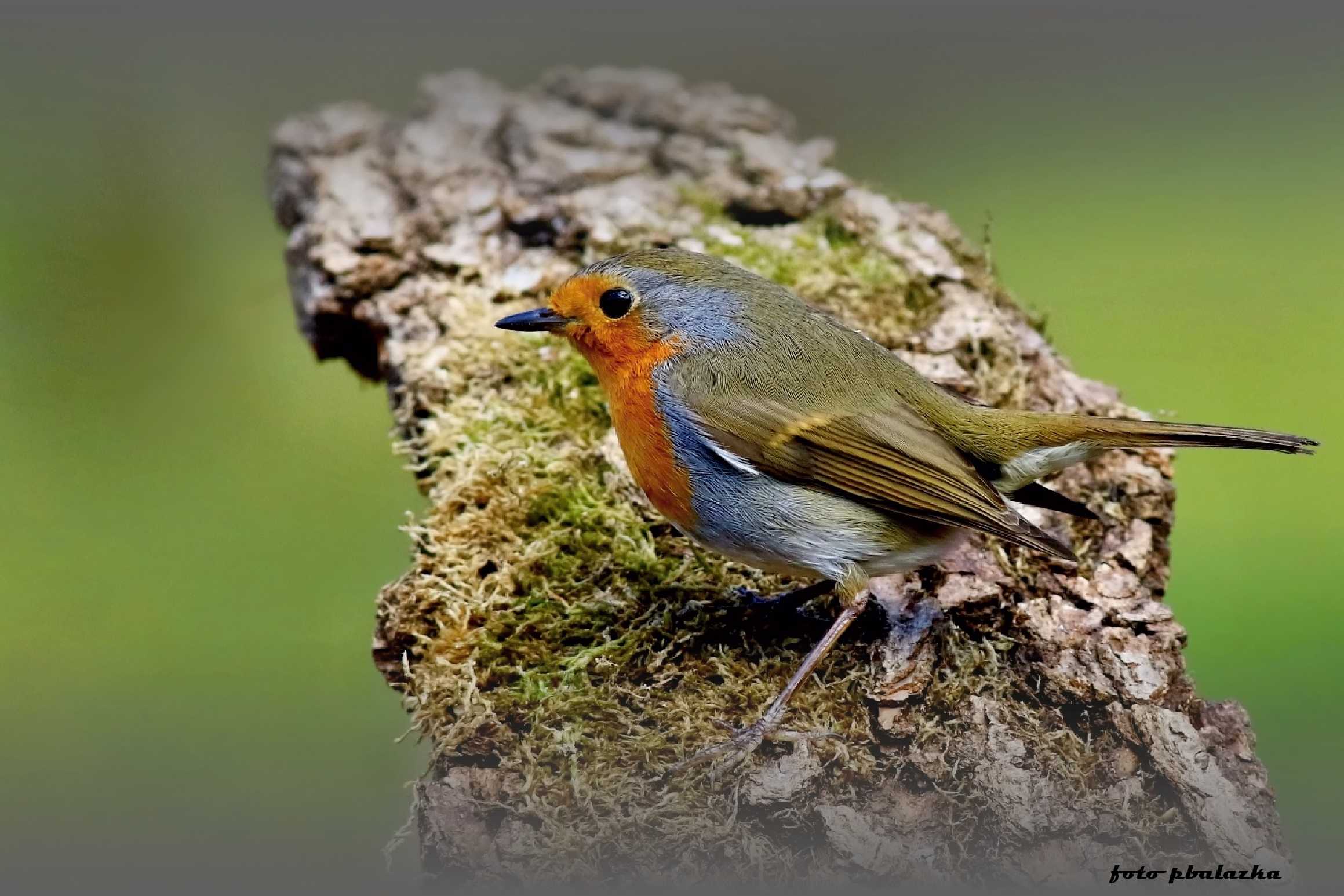 Červenka obecná - Erithacus rubecula - Foto Pavel Balazka 0124