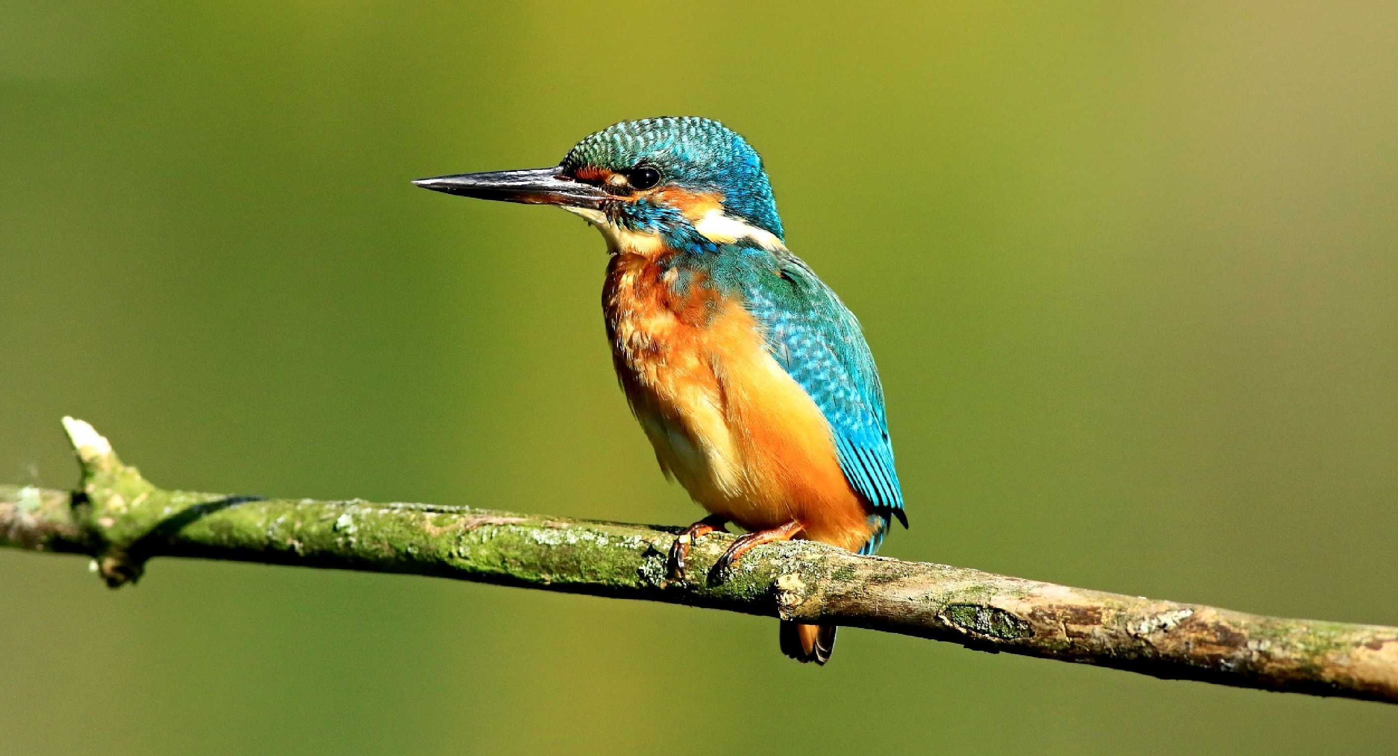 Ledňáček říční - Alcedo atthis - Foto Pavel Balazka 0224