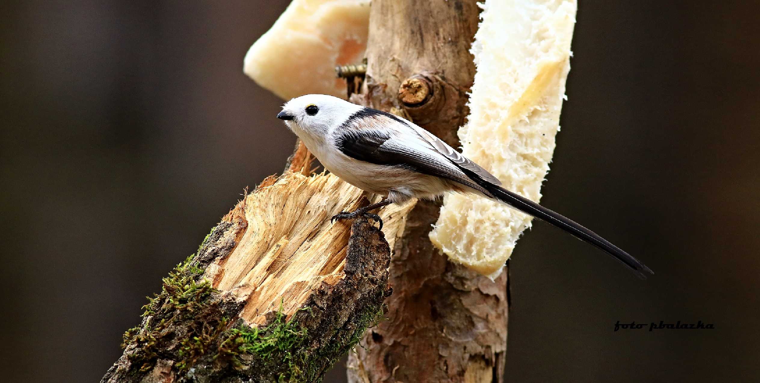 Mlynařík dlouhoocasý - Aegithalos caudatus - Foto Pavel Balazka 0224