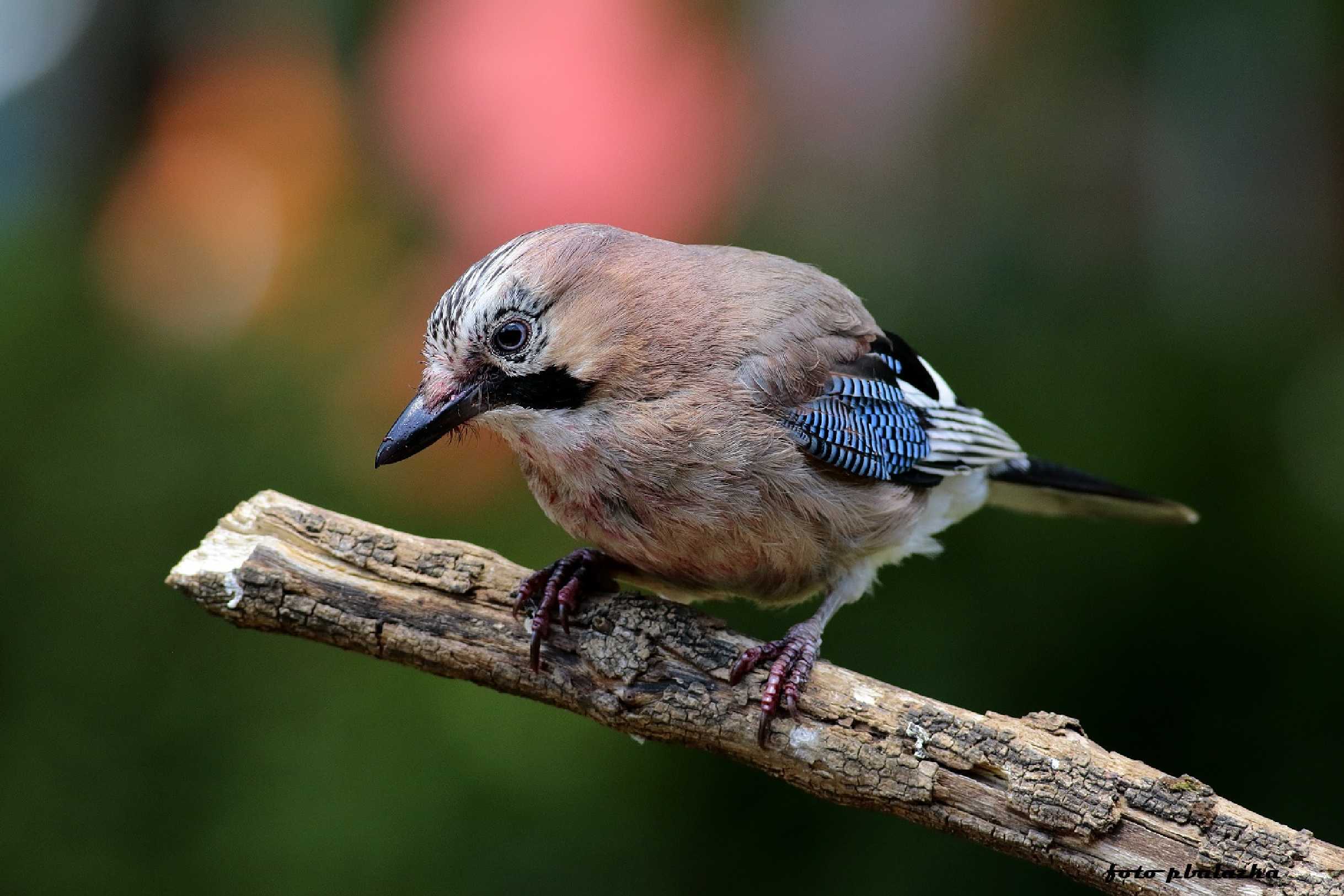 Sojka obecná - Garrulus glandarius - Foto Pavel Balazka 0124 (1)