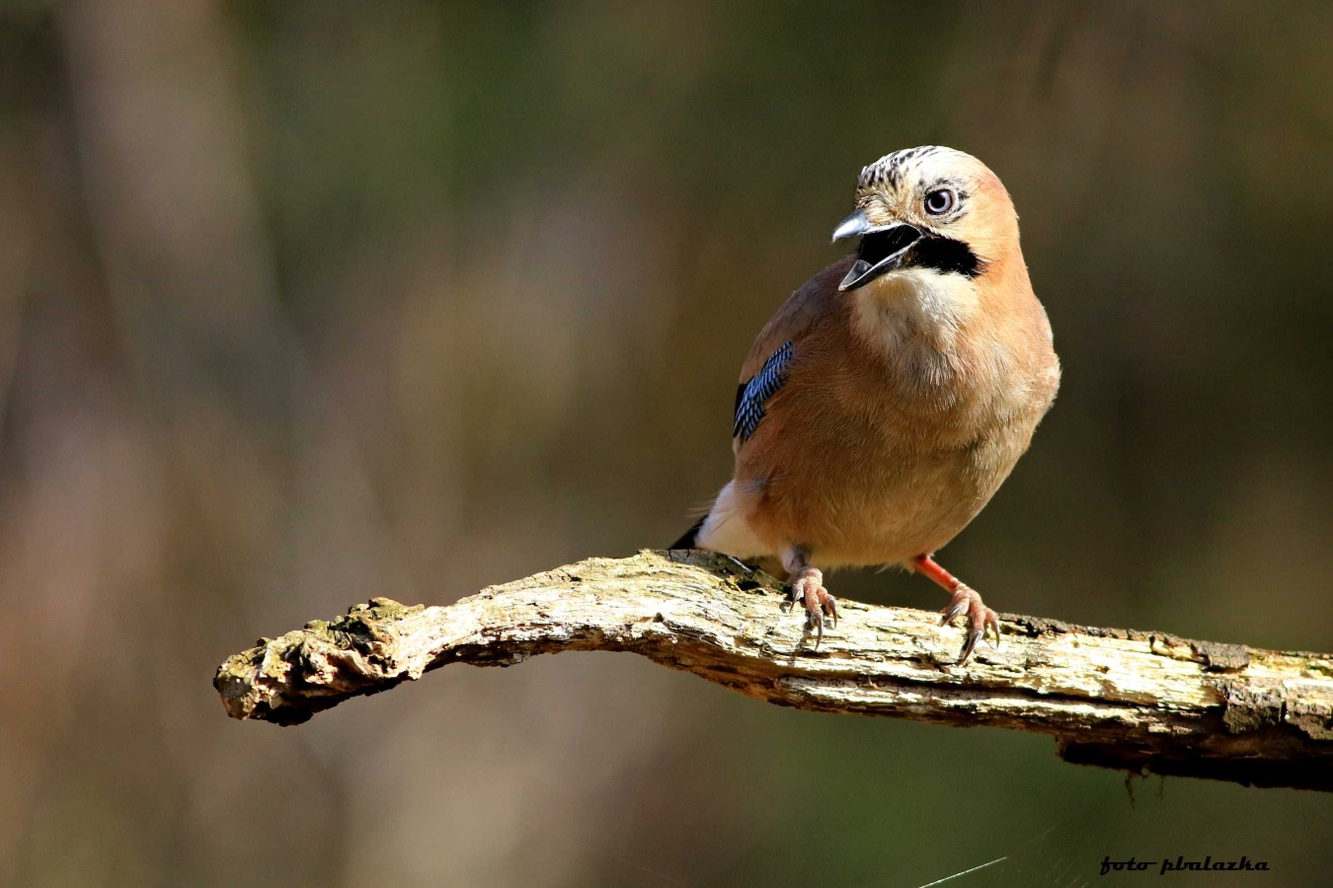 Sojka obecná - Garrulus glandarius - Foto Pavel Balazka 0124 (2)