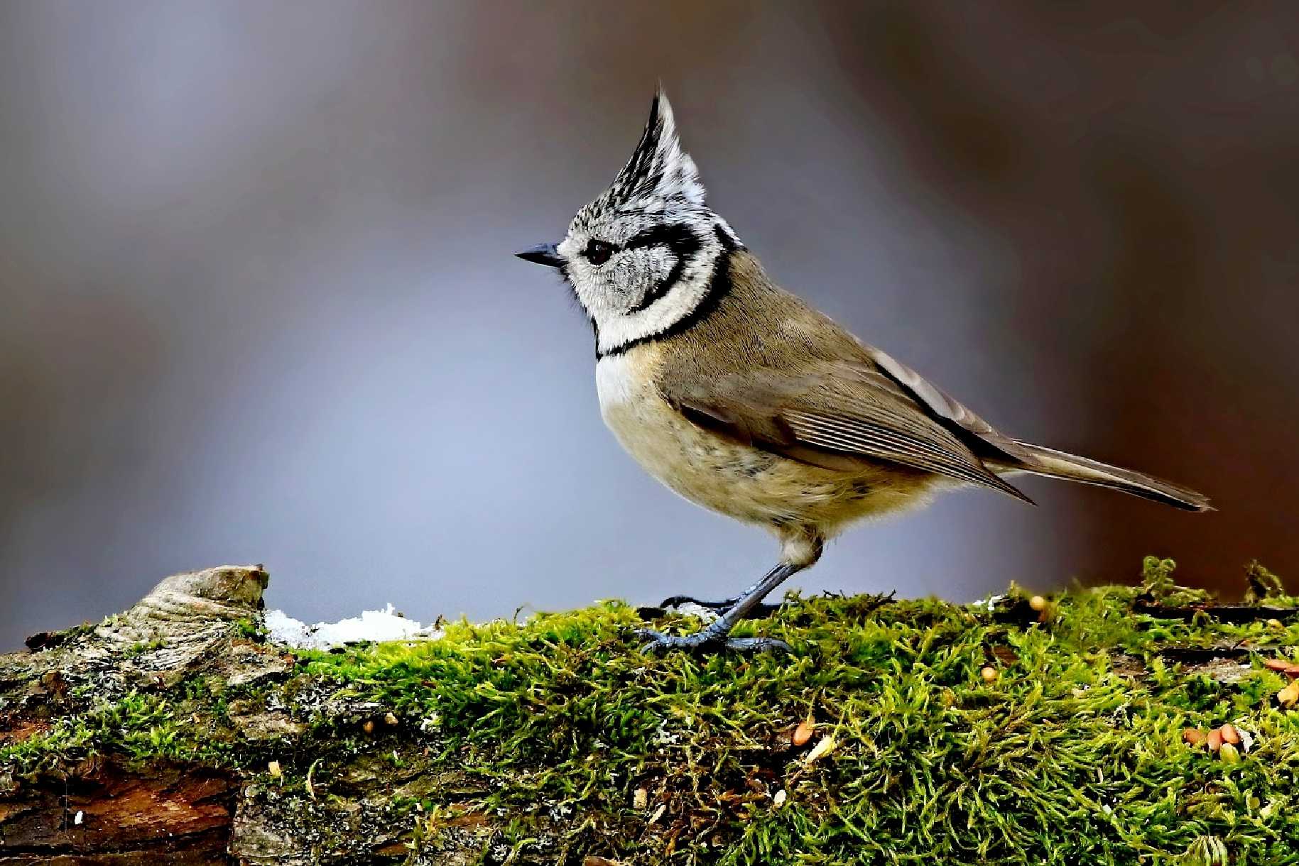 Sýkora parukářka - Lophophanes cristatus - Foto Pavel Balazka 0224