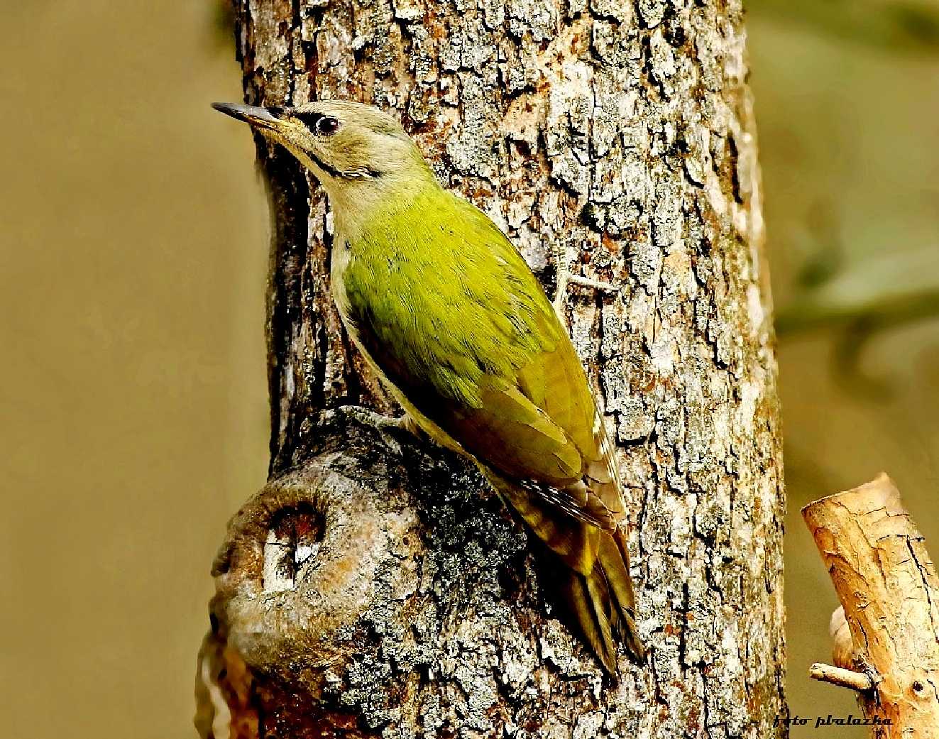 Žluna šedá - Picus canus - Foto Pavel Balazka 0124