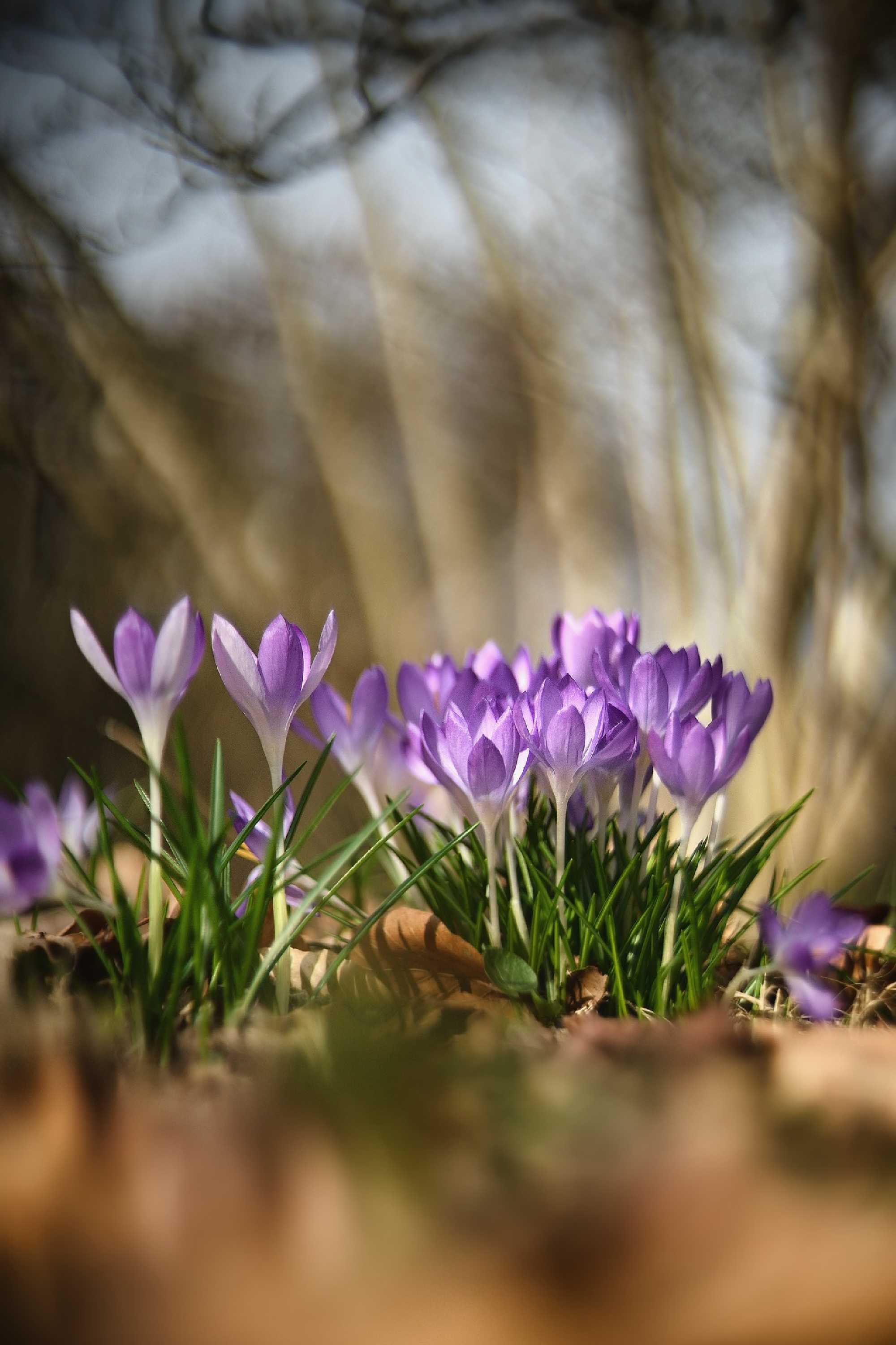 Krokusy - Foto Jana Ježková 0324