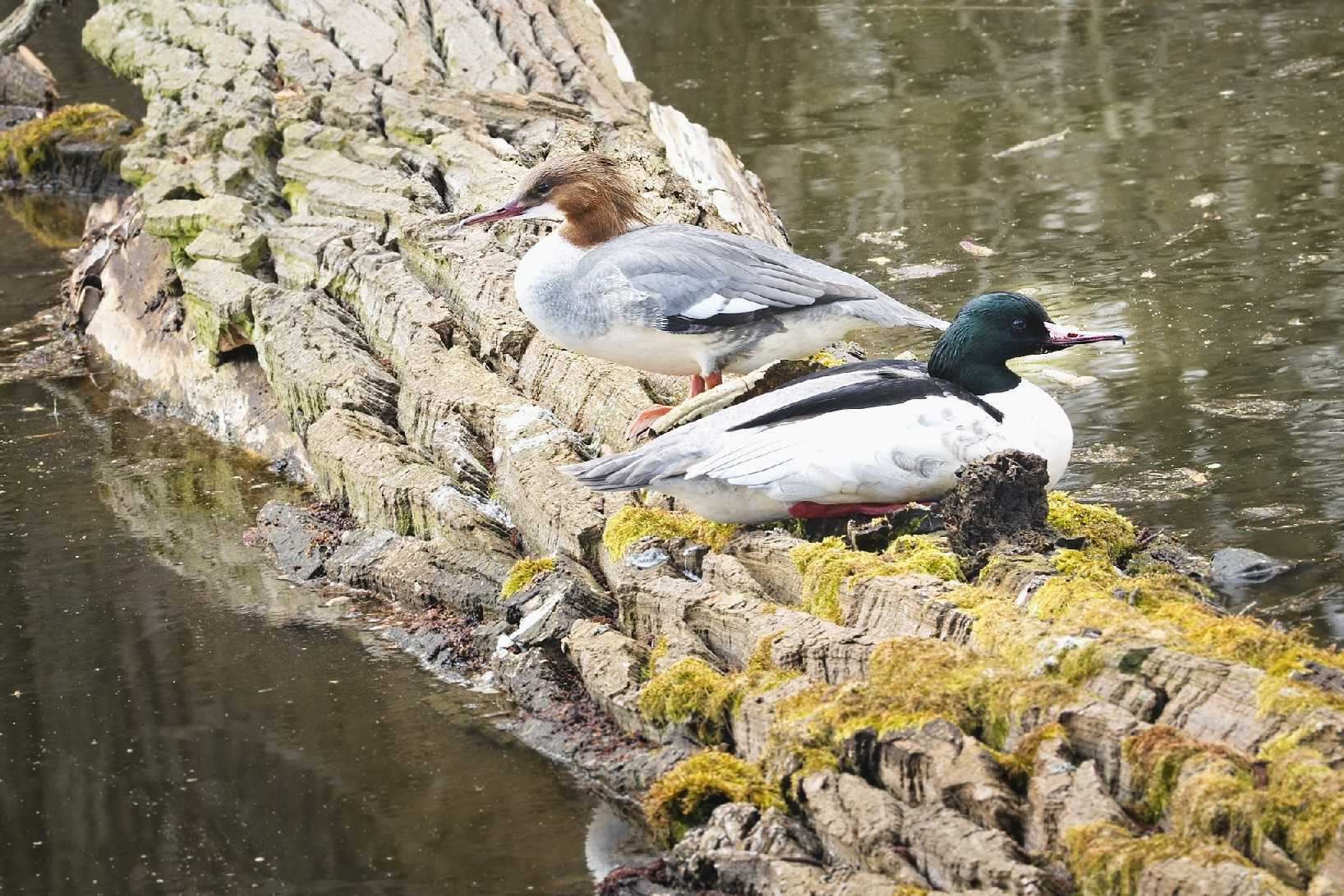 Morčáci - Hrbáčkovy tůně - Foto Jana Ježková 0324