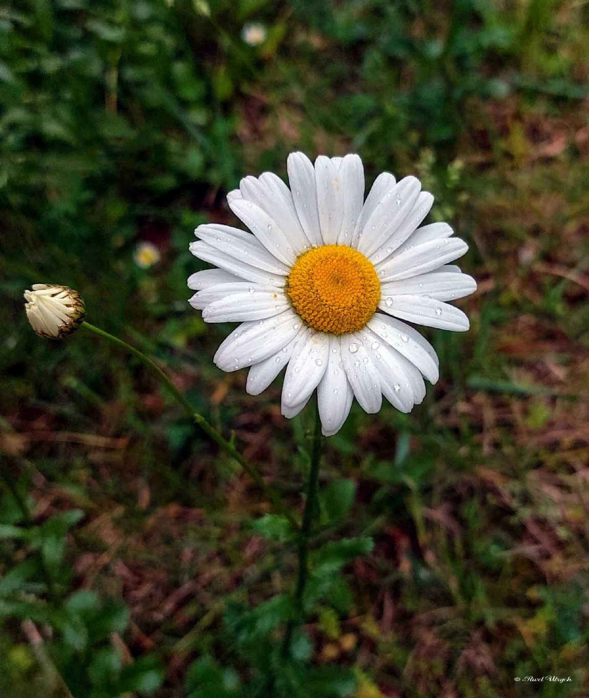 Po dešti - Foto Pavel Ulrych 0524