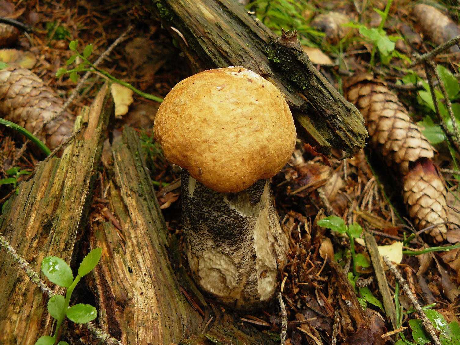 Křemenáč březový - Leccinum versipelle - Foto Pavel Stančík 0624