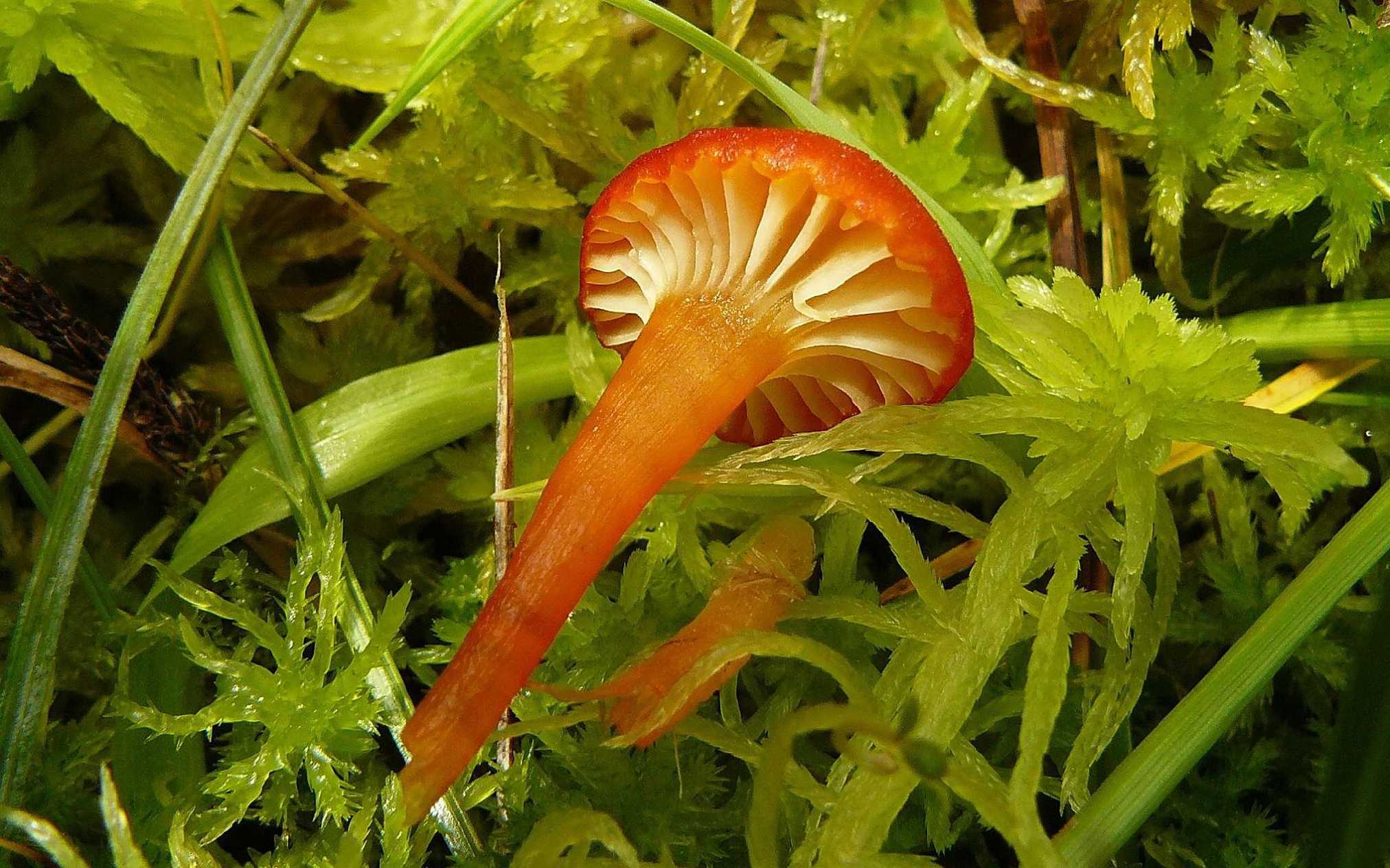 Voskovka - Hygrocybe sp. - Foto Pavel Stančík 0624