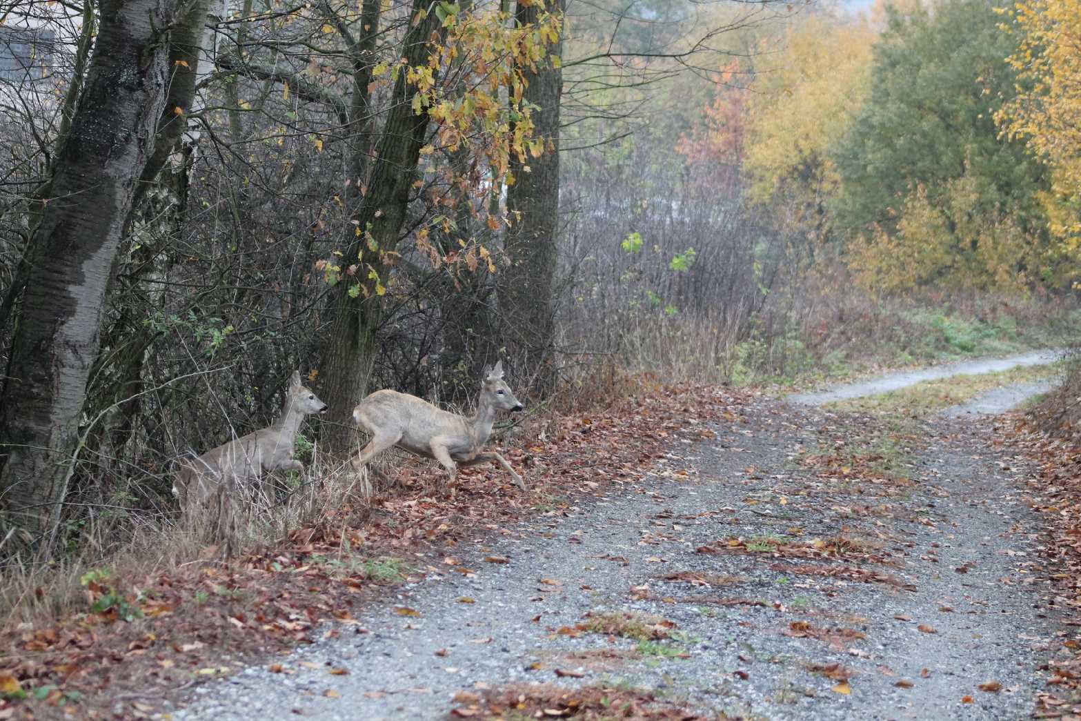 Setkání se srnčí zvěří - Foto František Novotný 0724