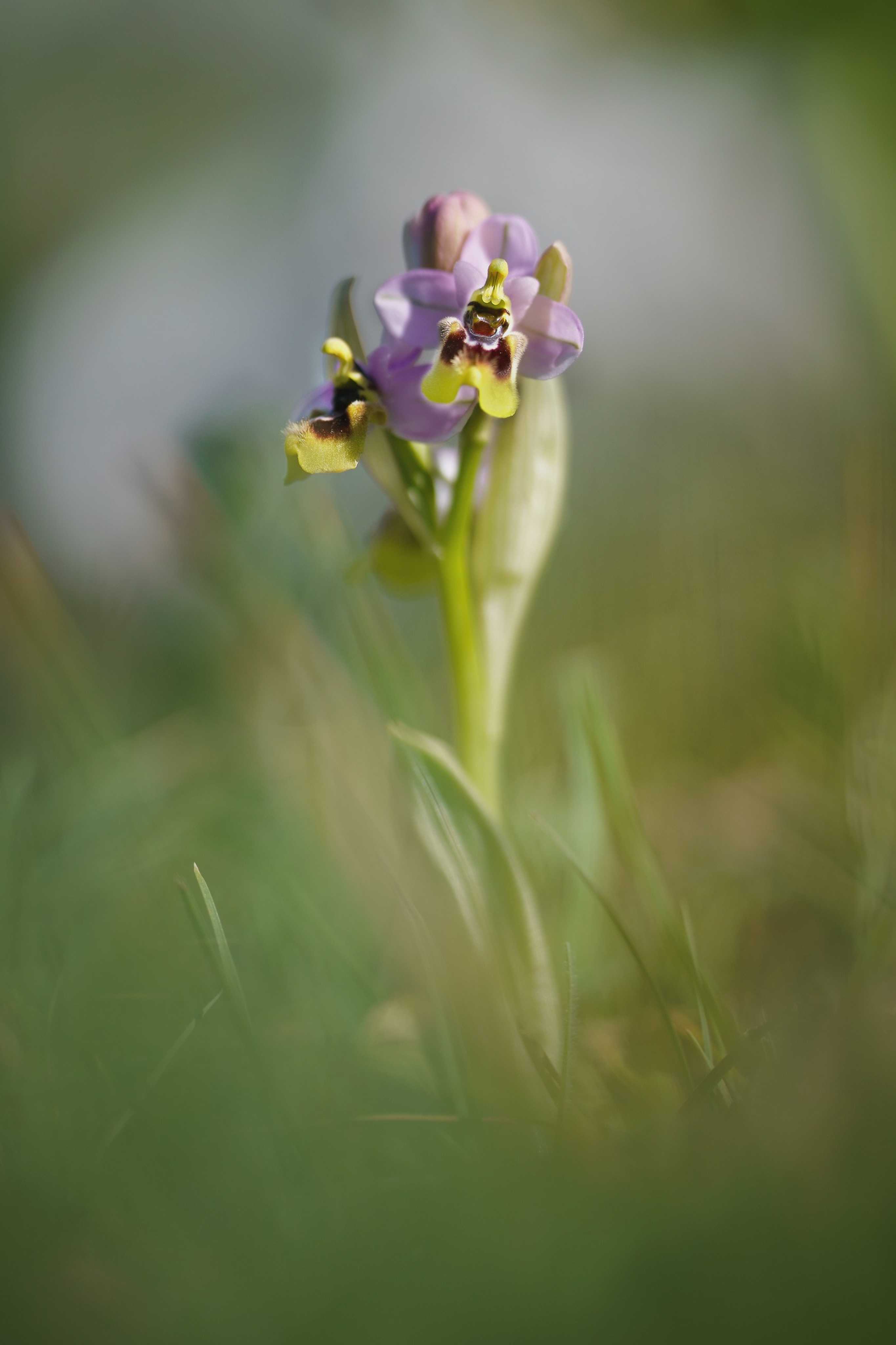 Ophrys neglecta - Foto Jana Ježková 0424