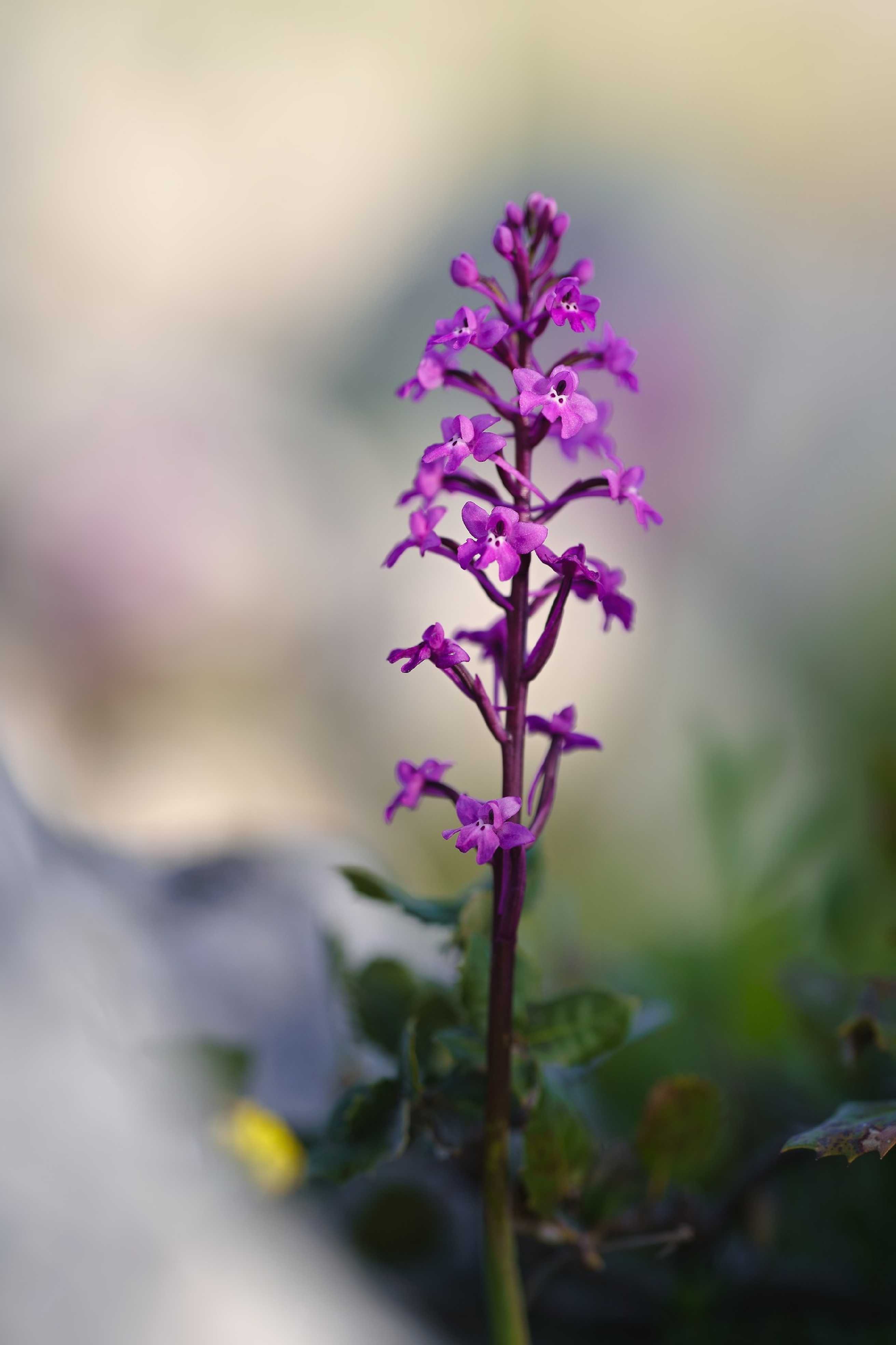 Orchis quadripunctata - Foto Jana Ježková 0424