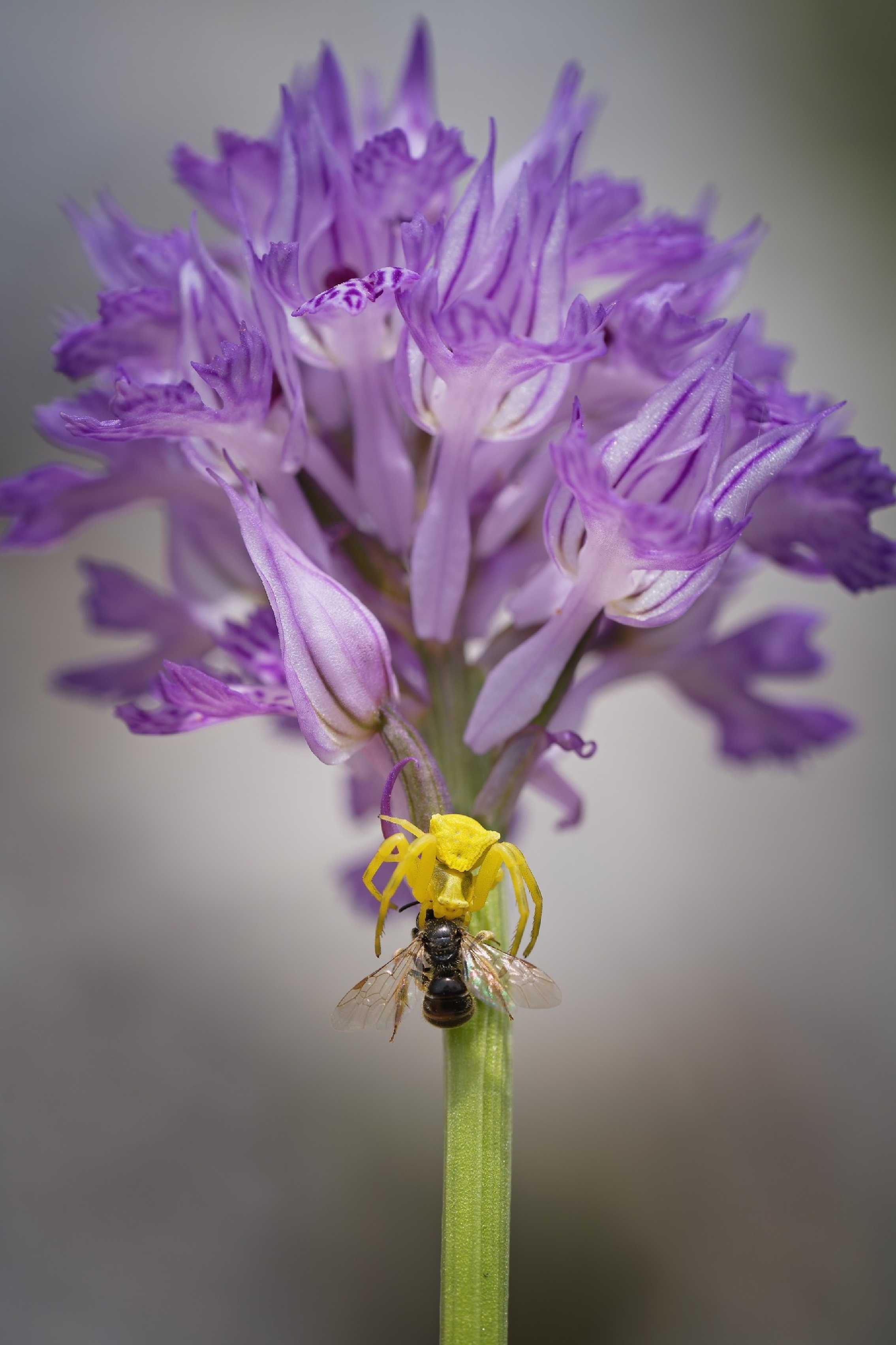 Vstavač italský - Orchis Italica - Foto Jana Ježková 0424