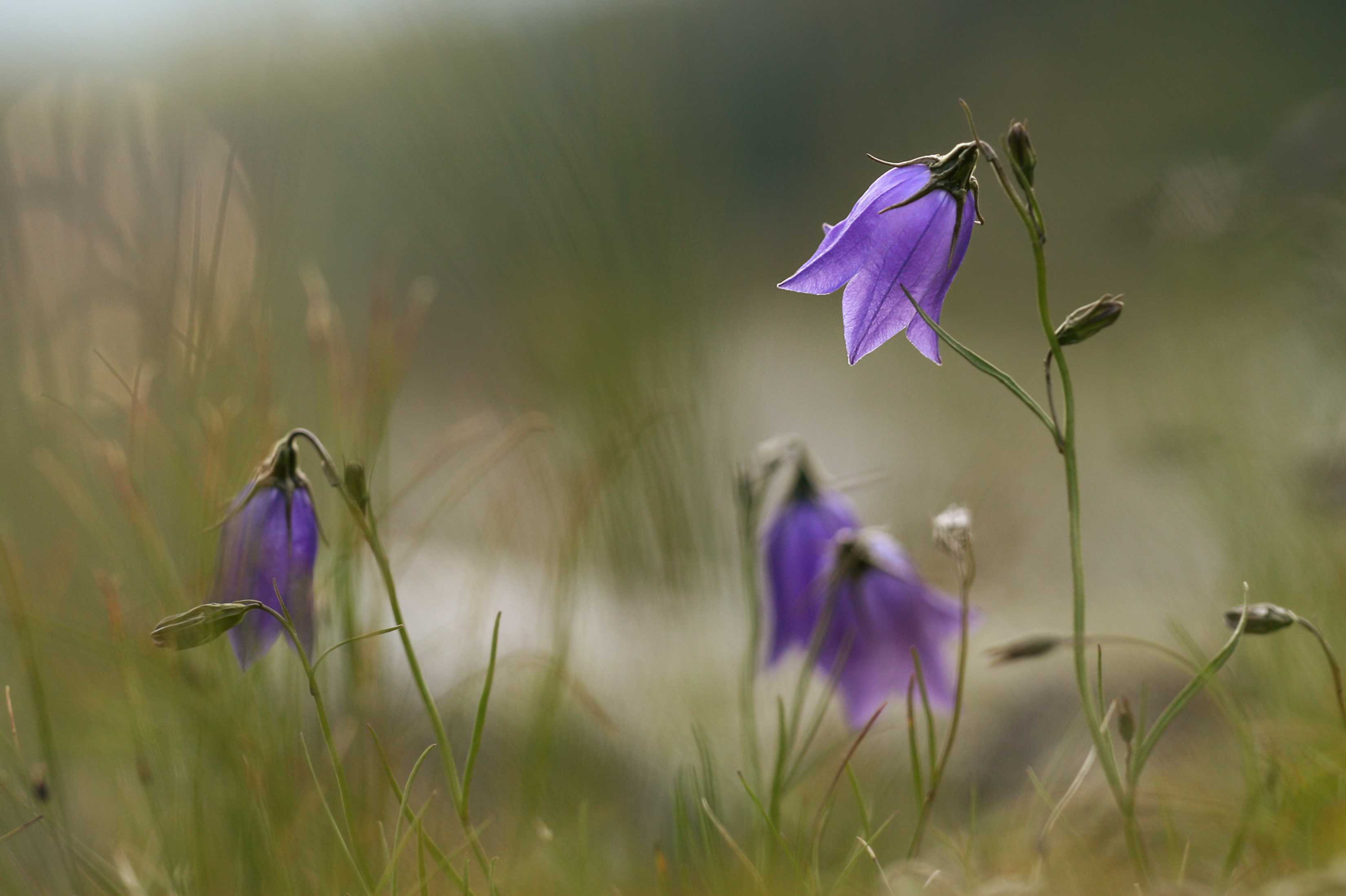 Luční zvonky - Foto Angelika Špicarová 0724