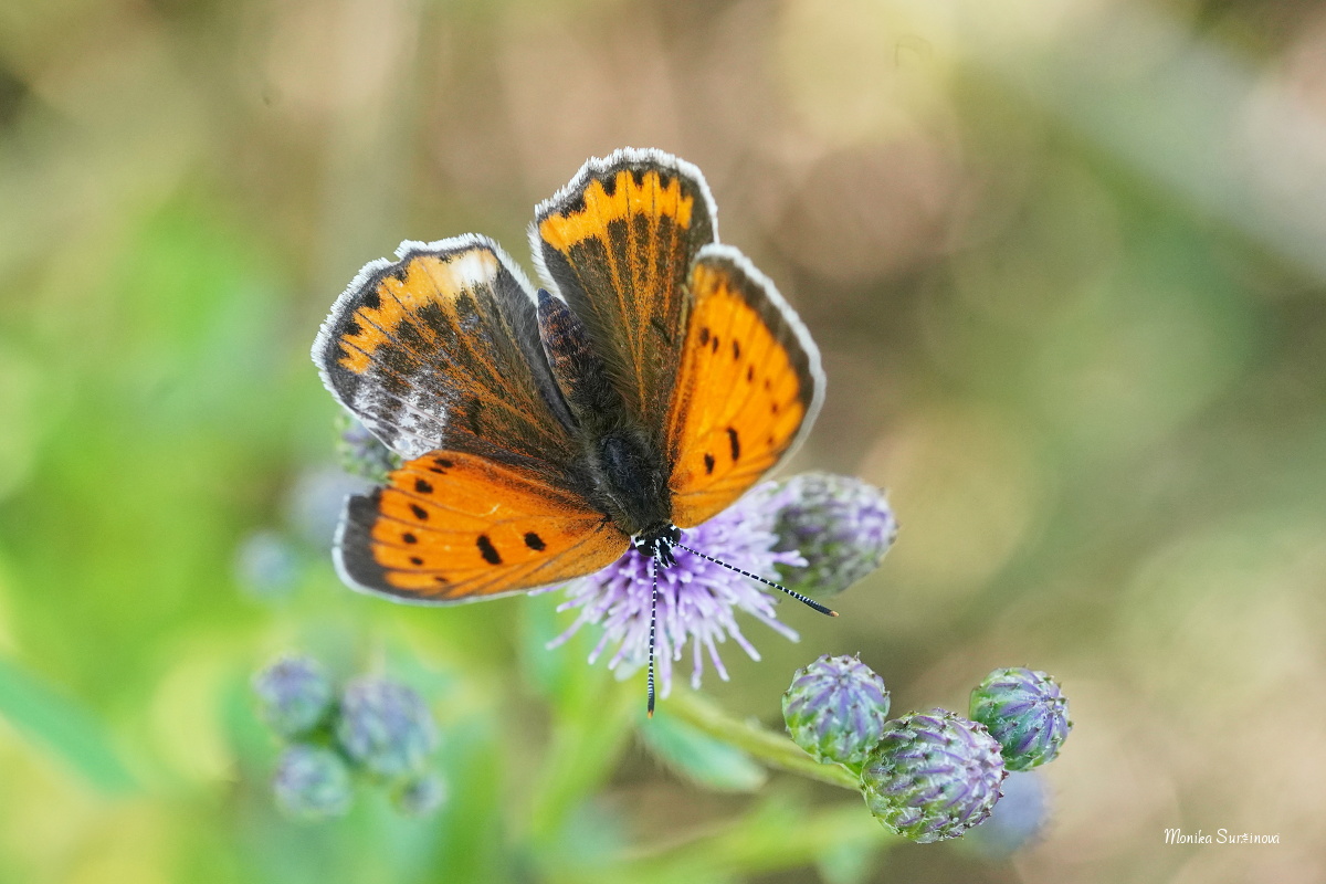 Ohniváček černočárný - Foto Monika Suržinová 0724 (2)