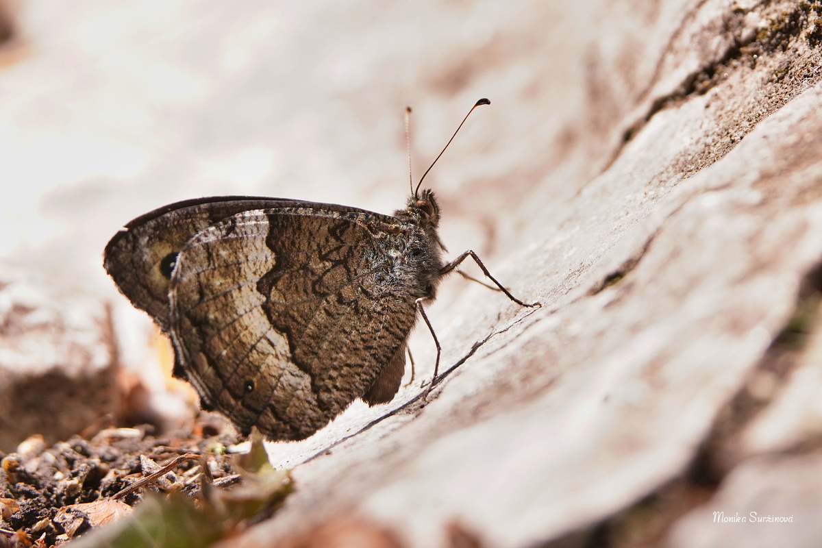 Okáč medyňkový - Foto Monika Suržinová 0724