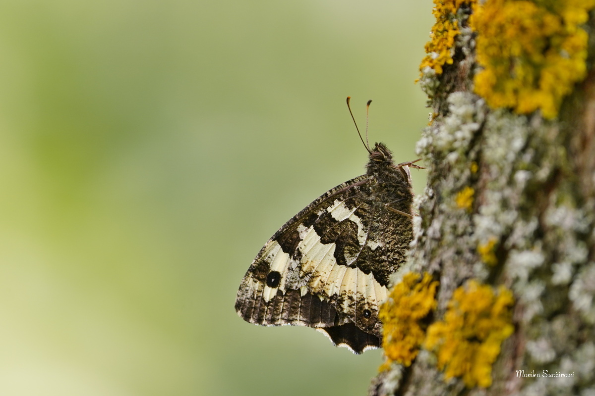 Okáč voňavkový  - Foto Monika Suržinová 0724