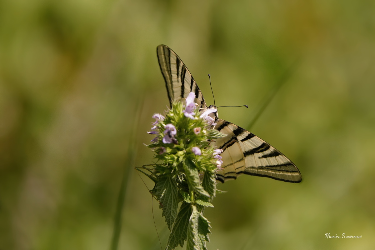 Otakárek ovocný - Foto Monika Suržinová 0724