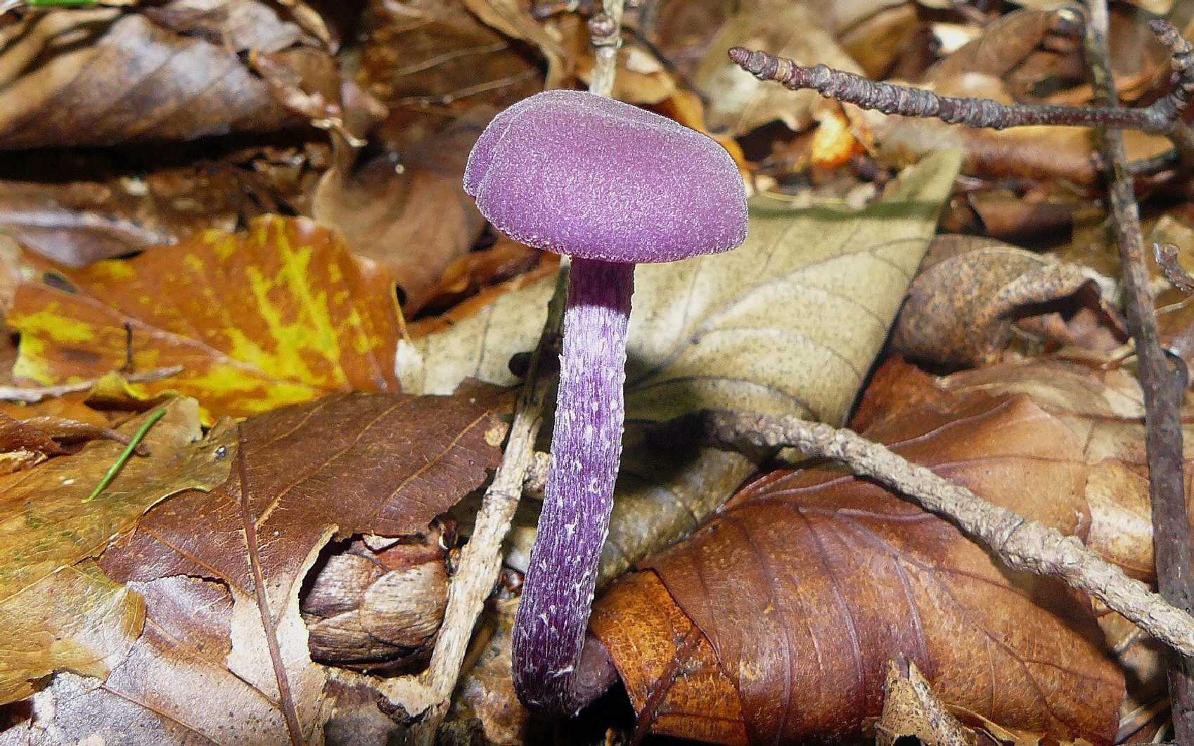 Lakovka ametystová - Laccaria amethystina - Foto Pavel Stančík 0724