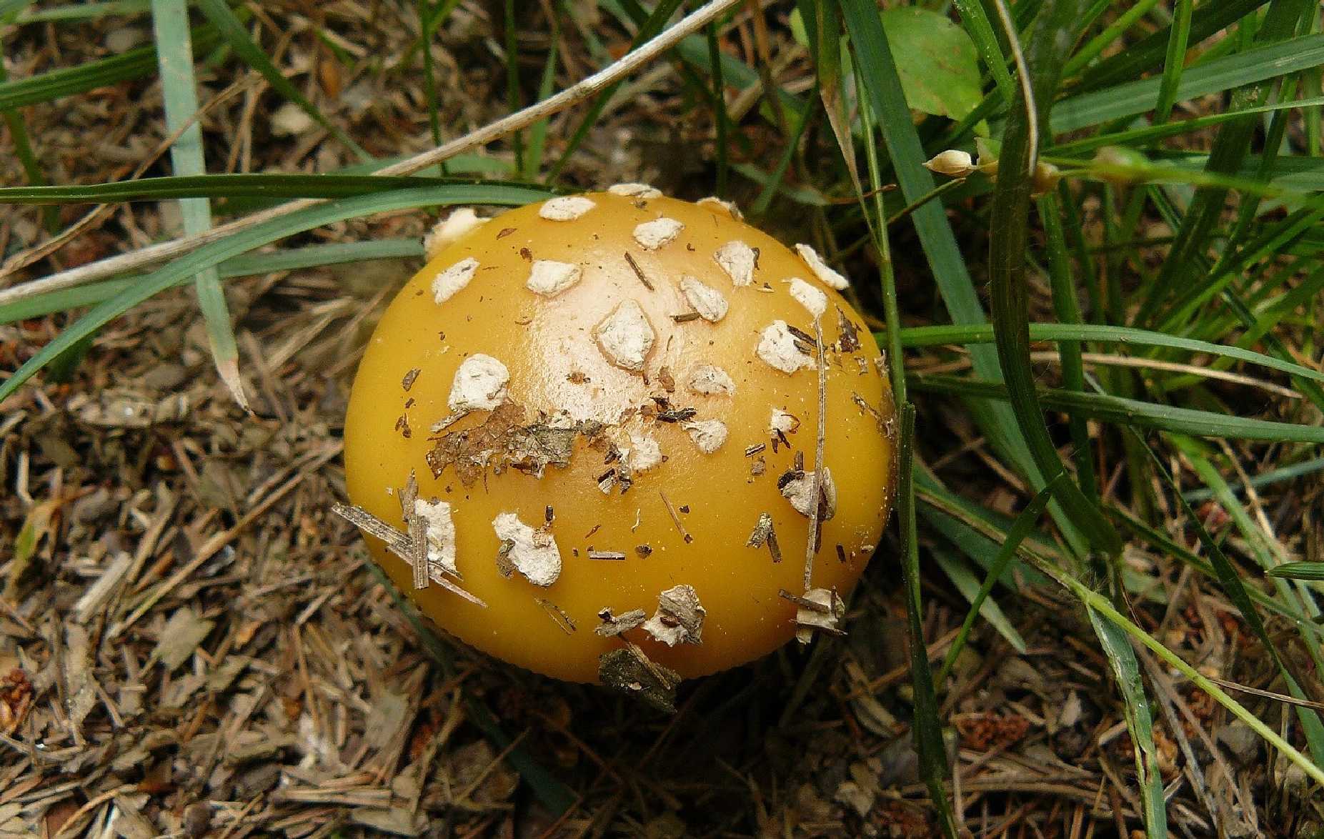 Muchomůrka slámožlutá - Amanita gemmata - Foto Pavel Stančík 0724