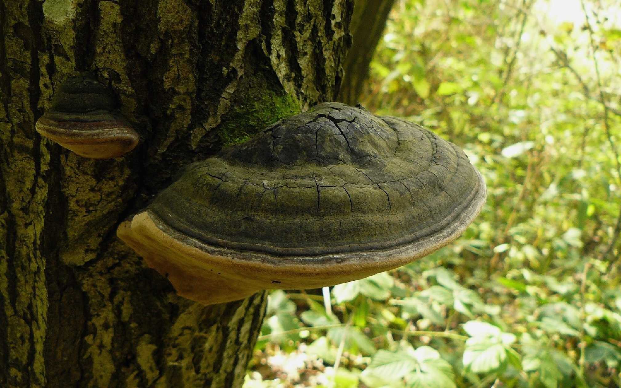 Ohňovec obecný - Phellinus igniarius - Foto Pavel Stančík 0724