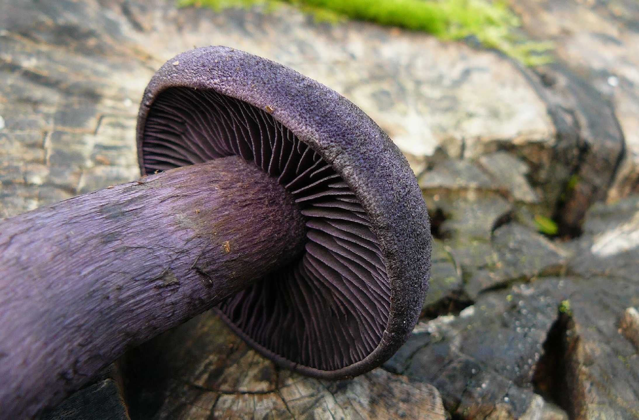 Pavučinec fialový - Cortinarius violaceus - Foto Pavel Stančík 0724