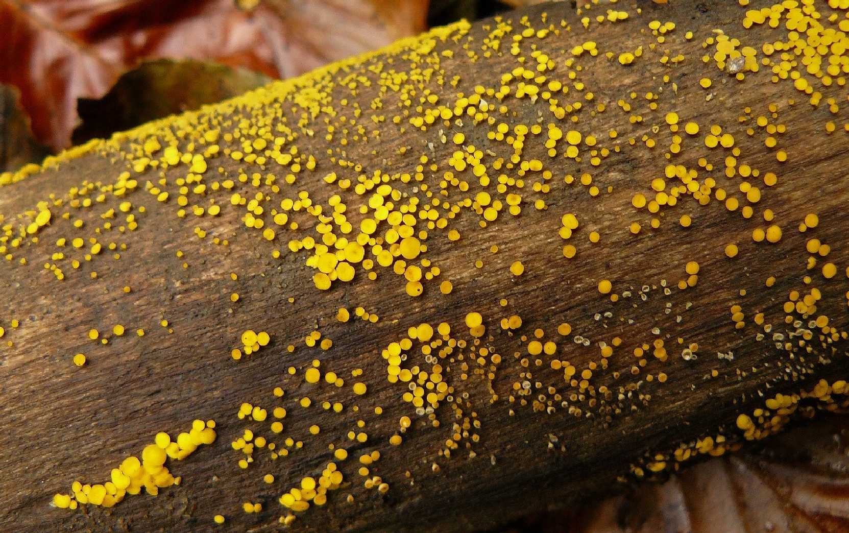 Voskovička citronová - Bisporella citrina - Foto Pavel Stančík 0724