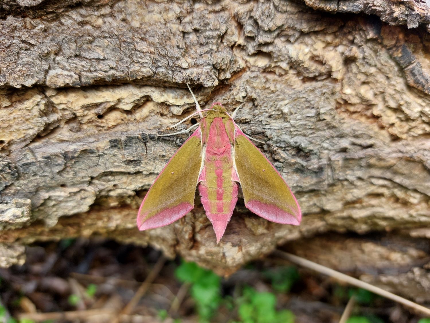 Lišaj vrbkový - Deilephila elpenor - Foto Petr Stuchlý 0724