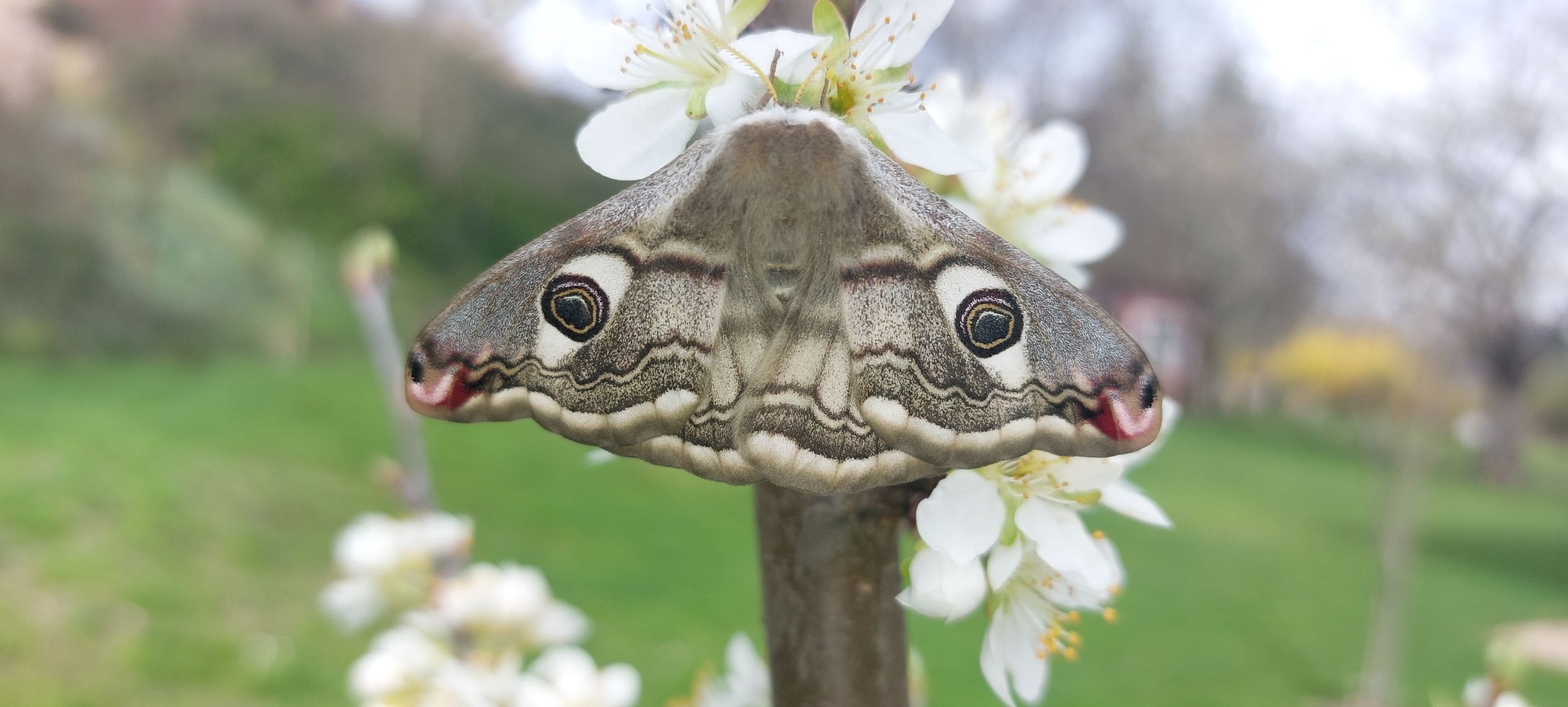 Martináč habrový - Saturnia pavonia - Foto Petr Stuchlý 0724