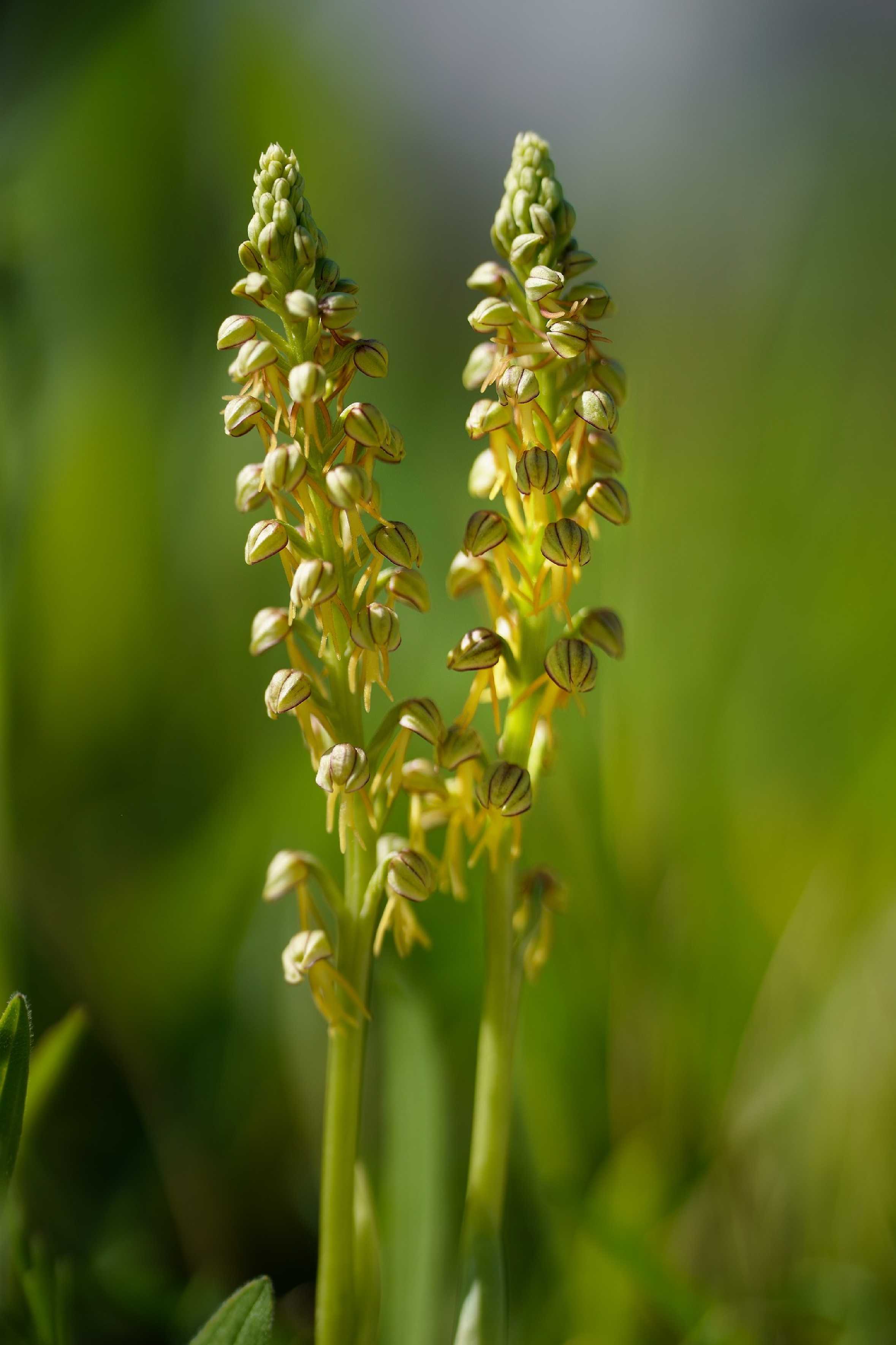 Anacamptis antropophora - Foto Jana Ježková 0424 (1)