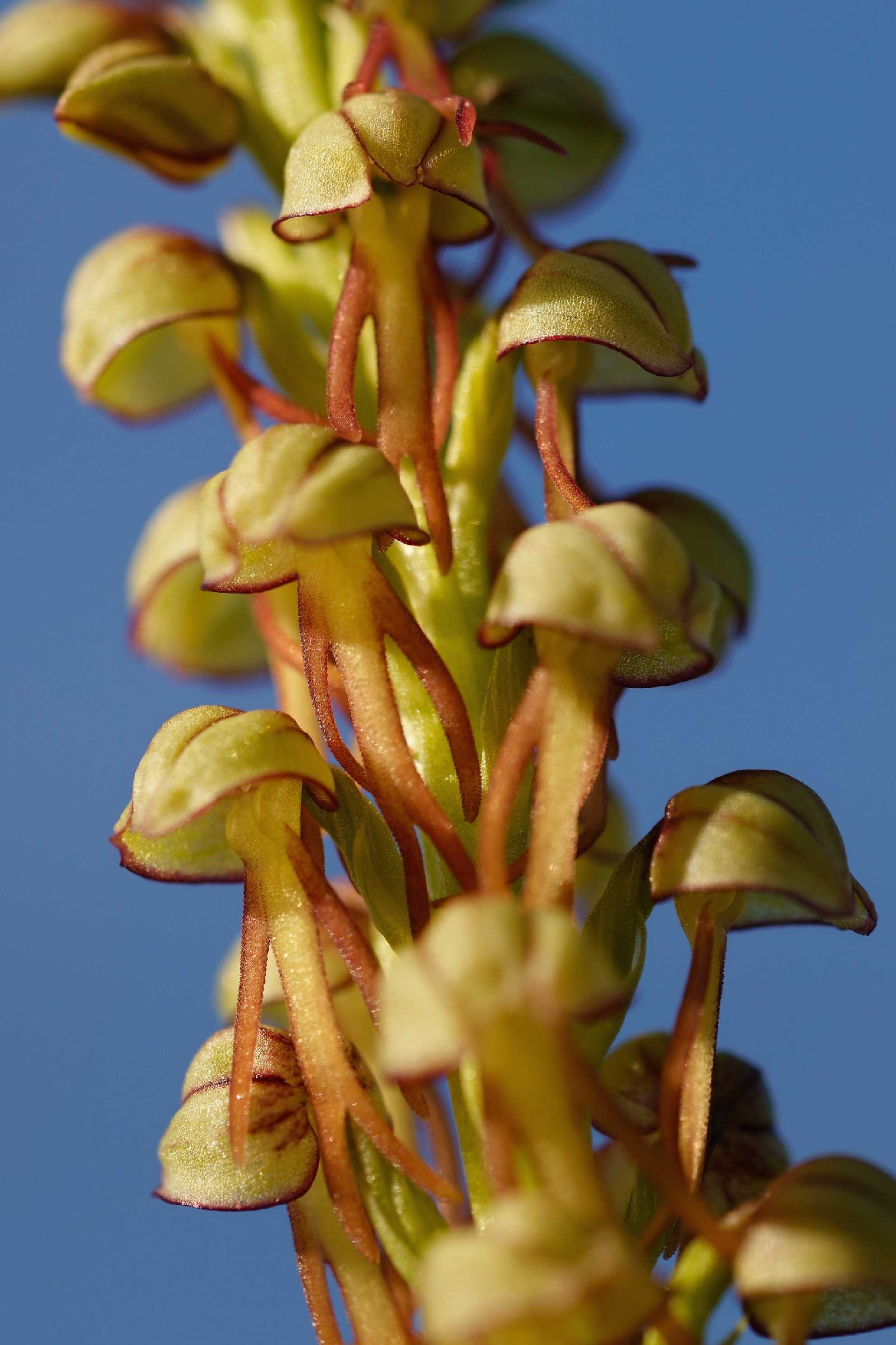 Anacamptis antropophora - Foto Jana Ježková 0424 (2)