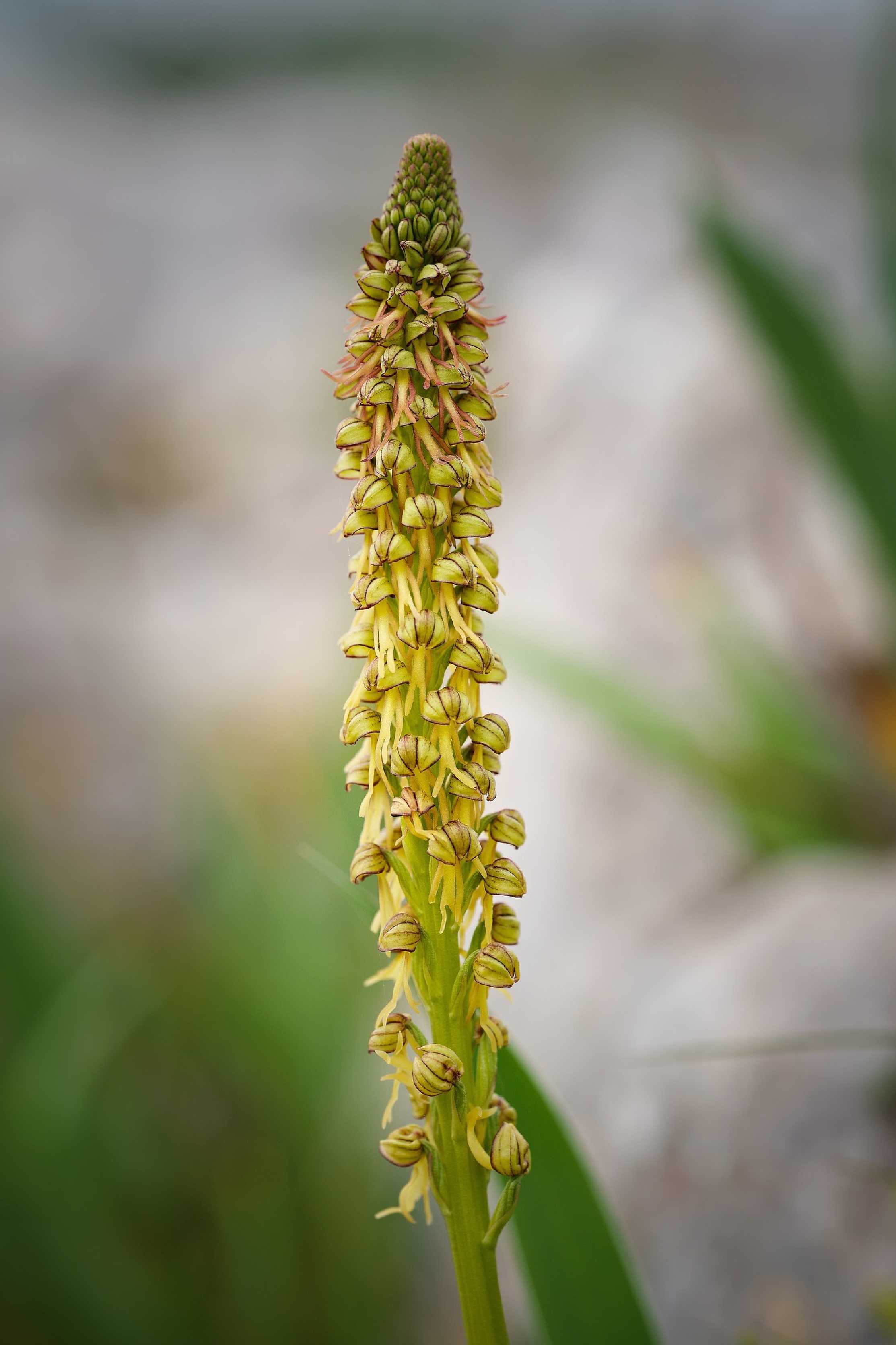 Anacamptis antropophora - Foto Jana Ježková 0424 (4)