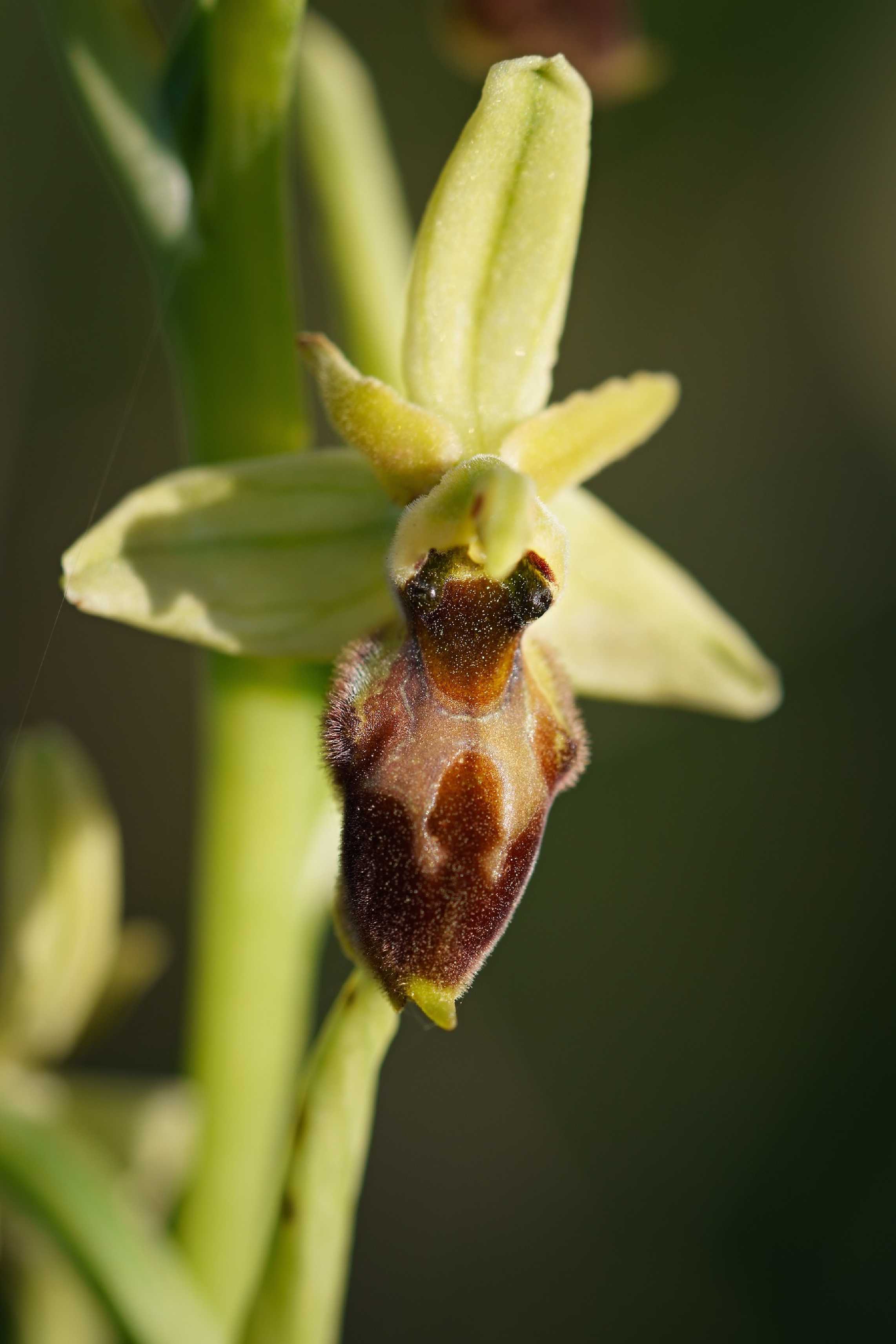 Ophrys archipelagi - Foto Jana Ježková 0424