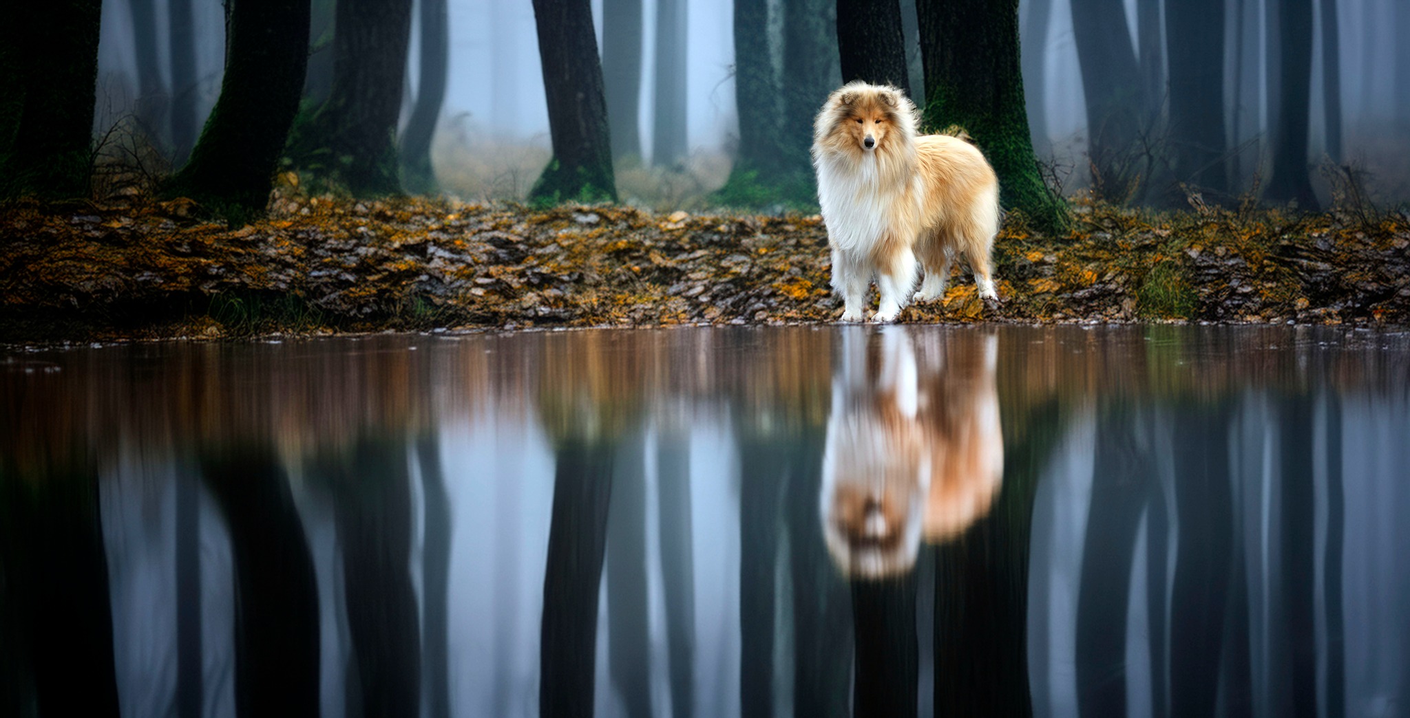 Nádherně chlupatý Cody - Foto Jiří Křivánek 0824