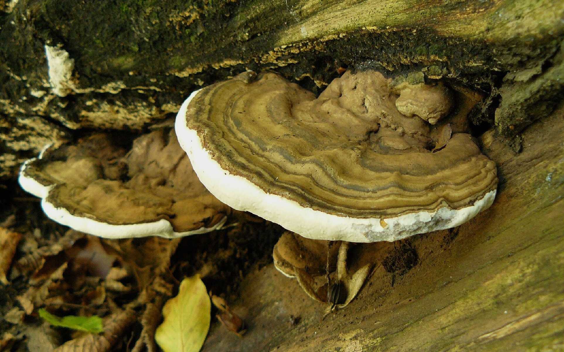 Lesklokorka ploská - Ganoderma applanatum - Foto Pavel Stančík 0824