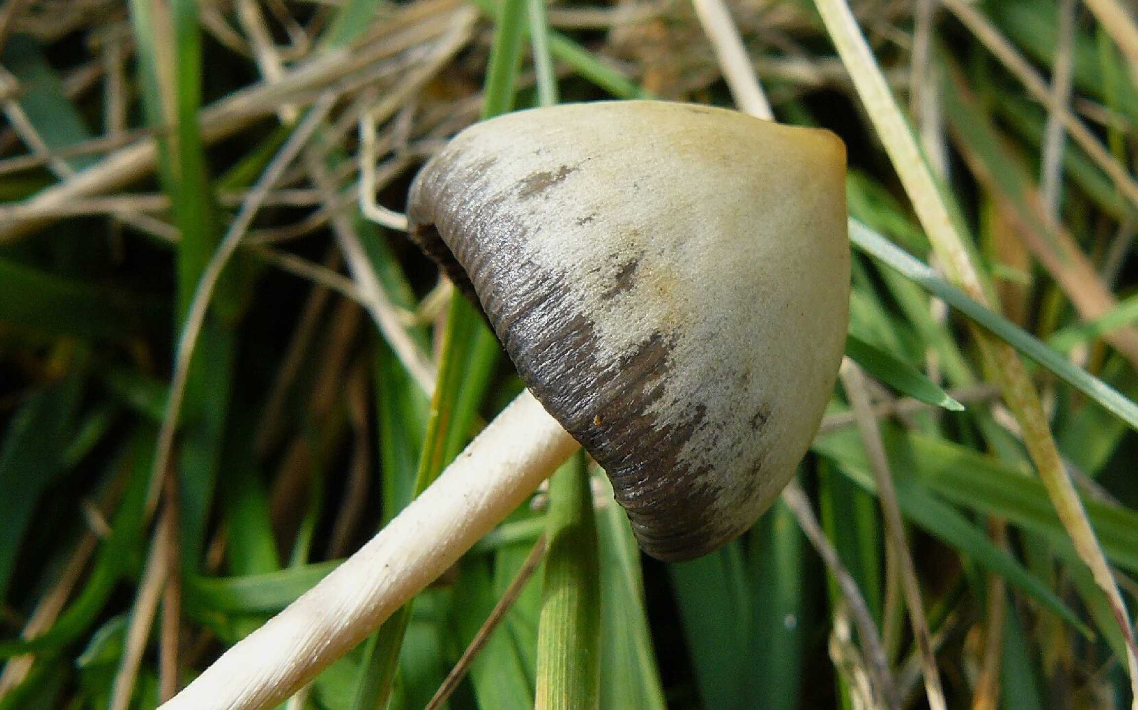 Lysohlávka kopinatá - Psilocybe semilanceata - Foto Pavel Stančík 0824