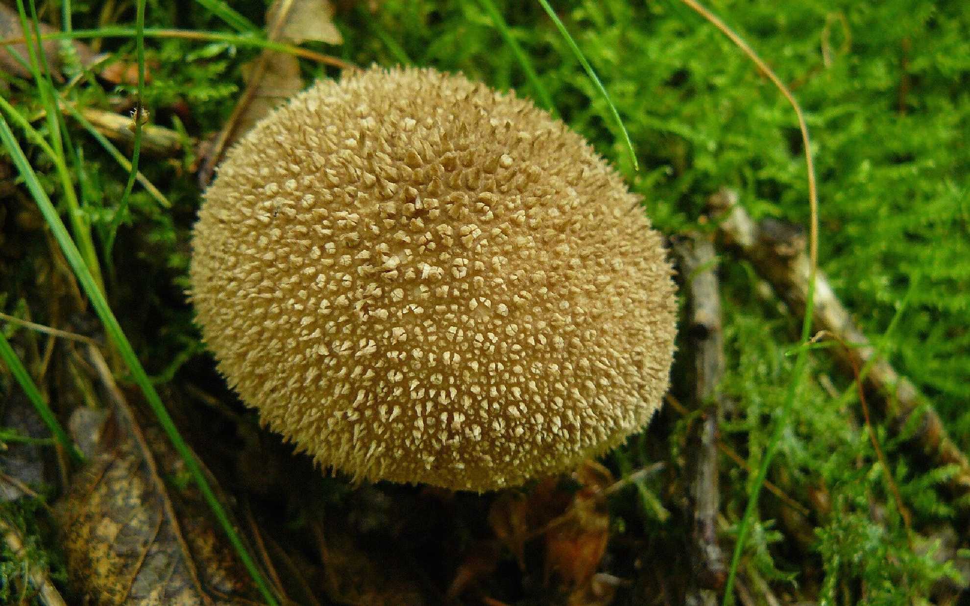 Pýchavka huňatá - Lycoperdon umbrinum - Foto Pavel Stančík 0824