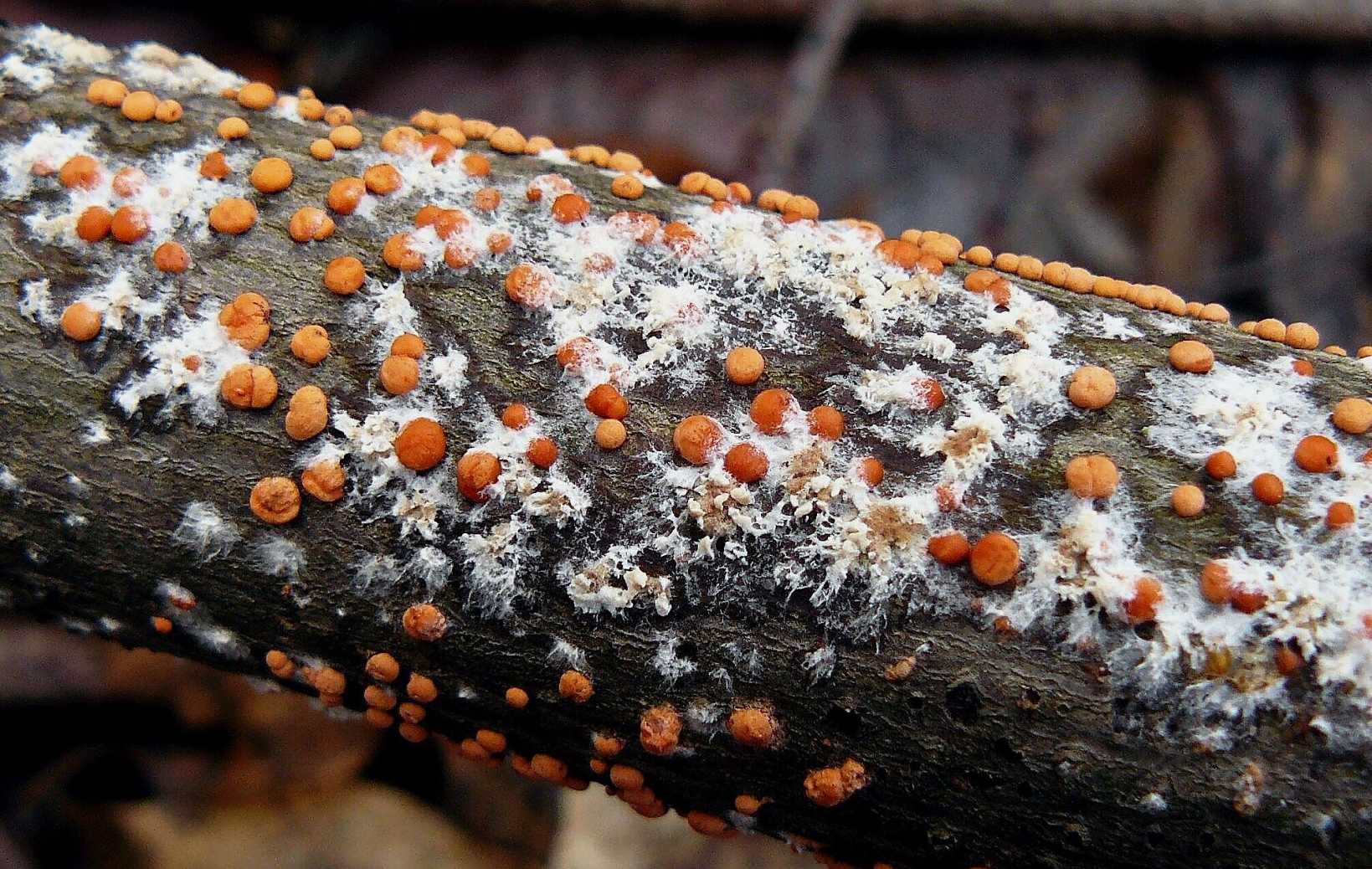 Rážovka rumělková - Nectria cinnabarina - Foto Pavel Stančík 0824