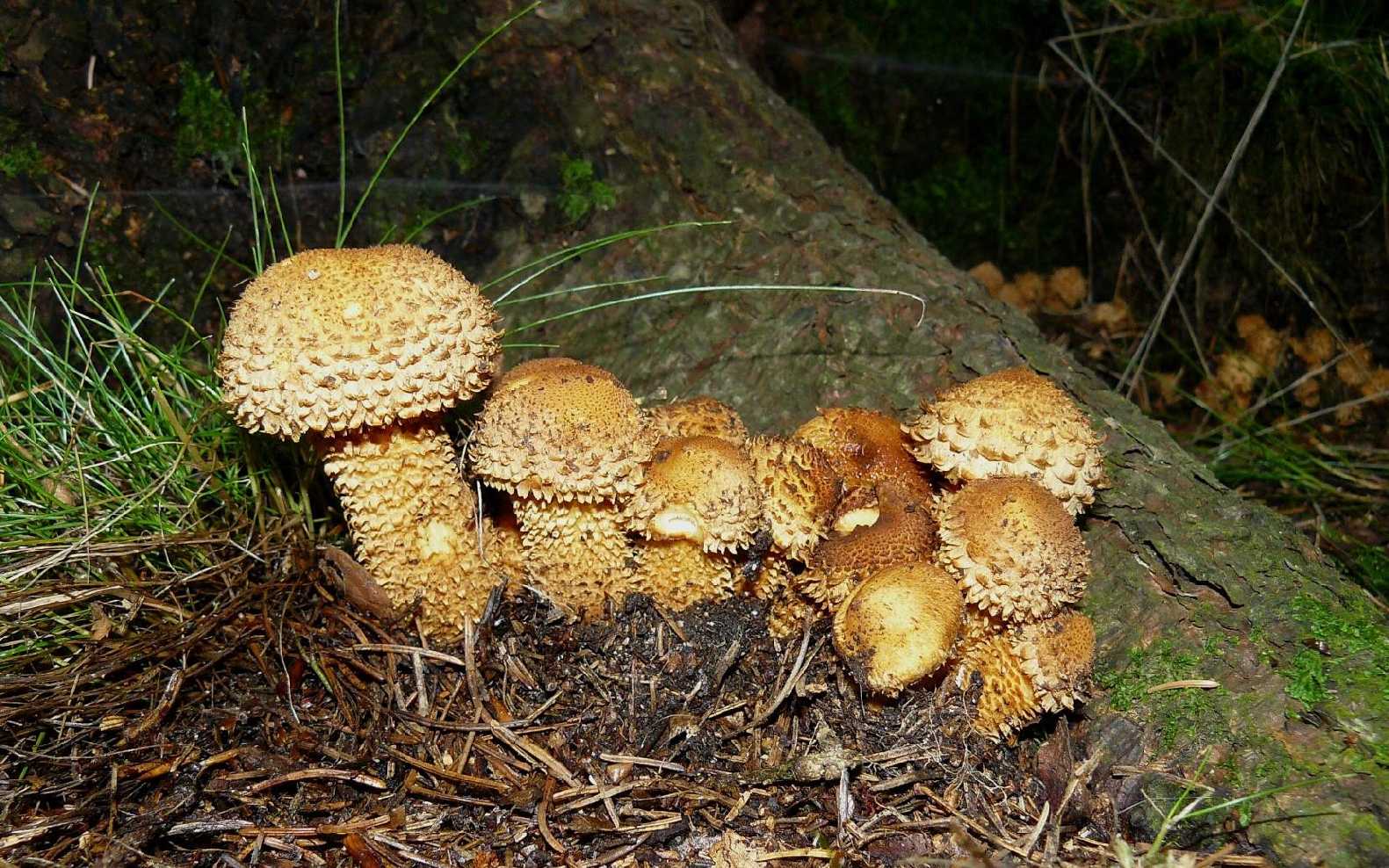 Šupinovka kostrbatá - Pholiota squarrosa - Foto Pavel Stančík 0824