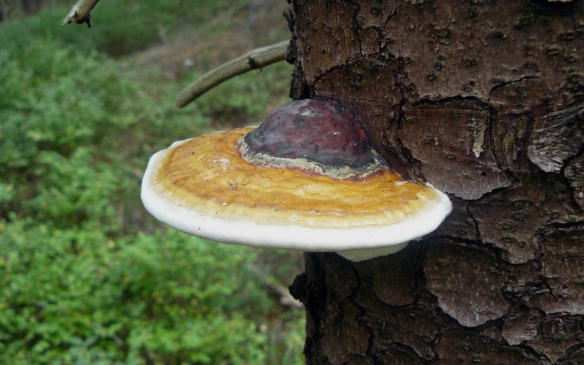 Troudnatec pásovaný - Fomitopsis pinicola - Foto Pavel Stančík 0824