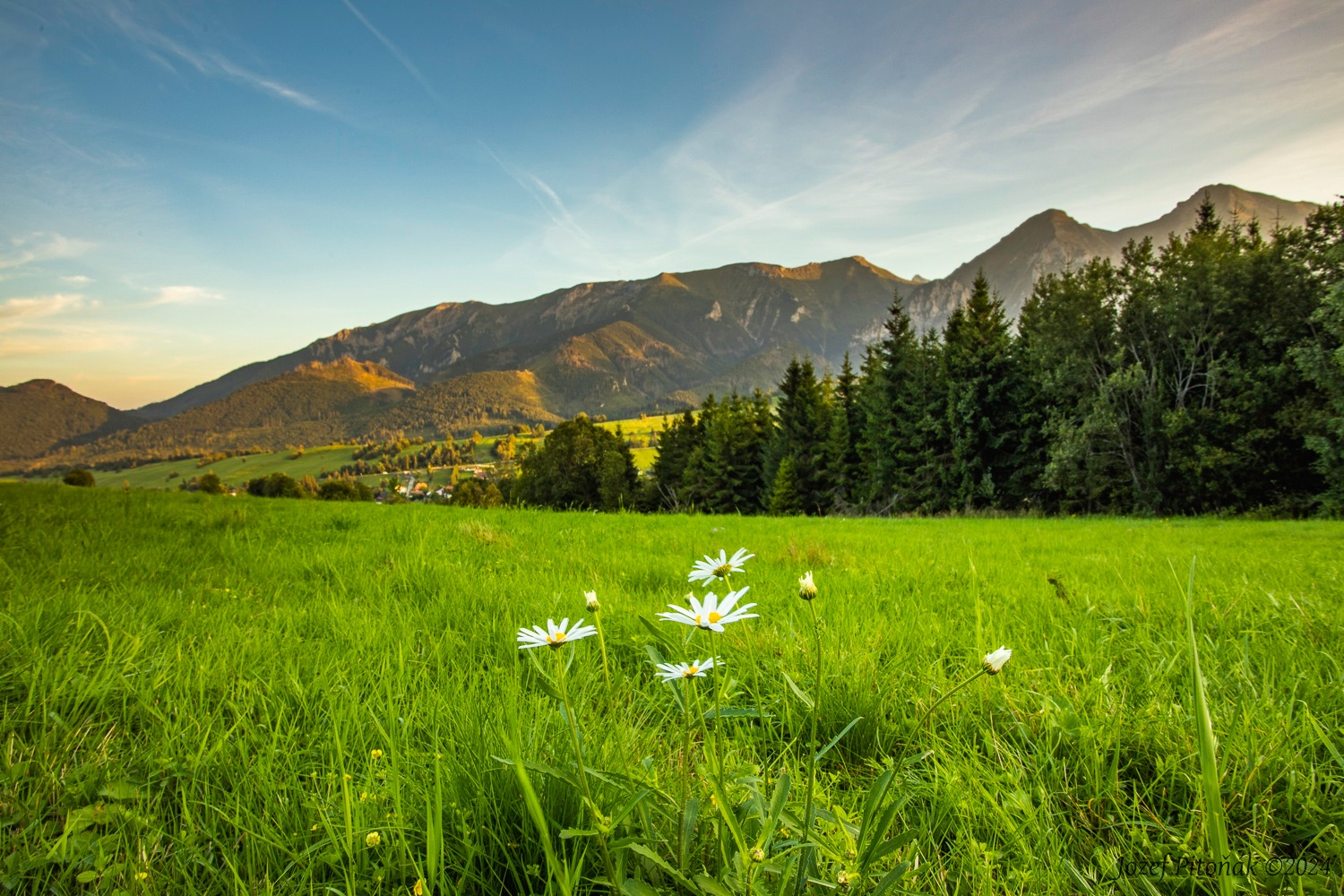 Velký svět za kopretinou - Foto Jozef Pitoňák 0824 (1)