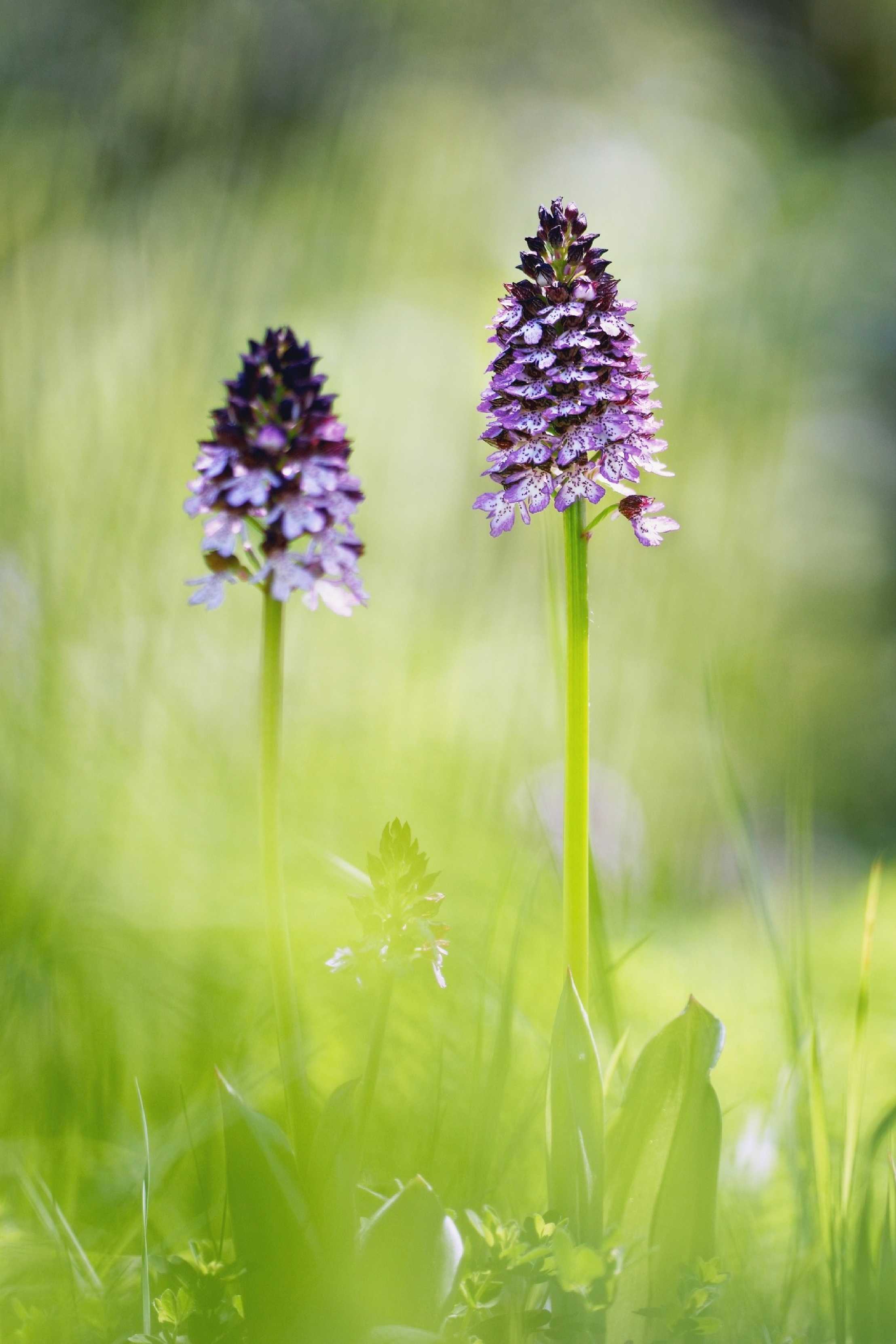 Orchis purpurea -  Milská stráň - Foto Jana Ježková 0524 (4)